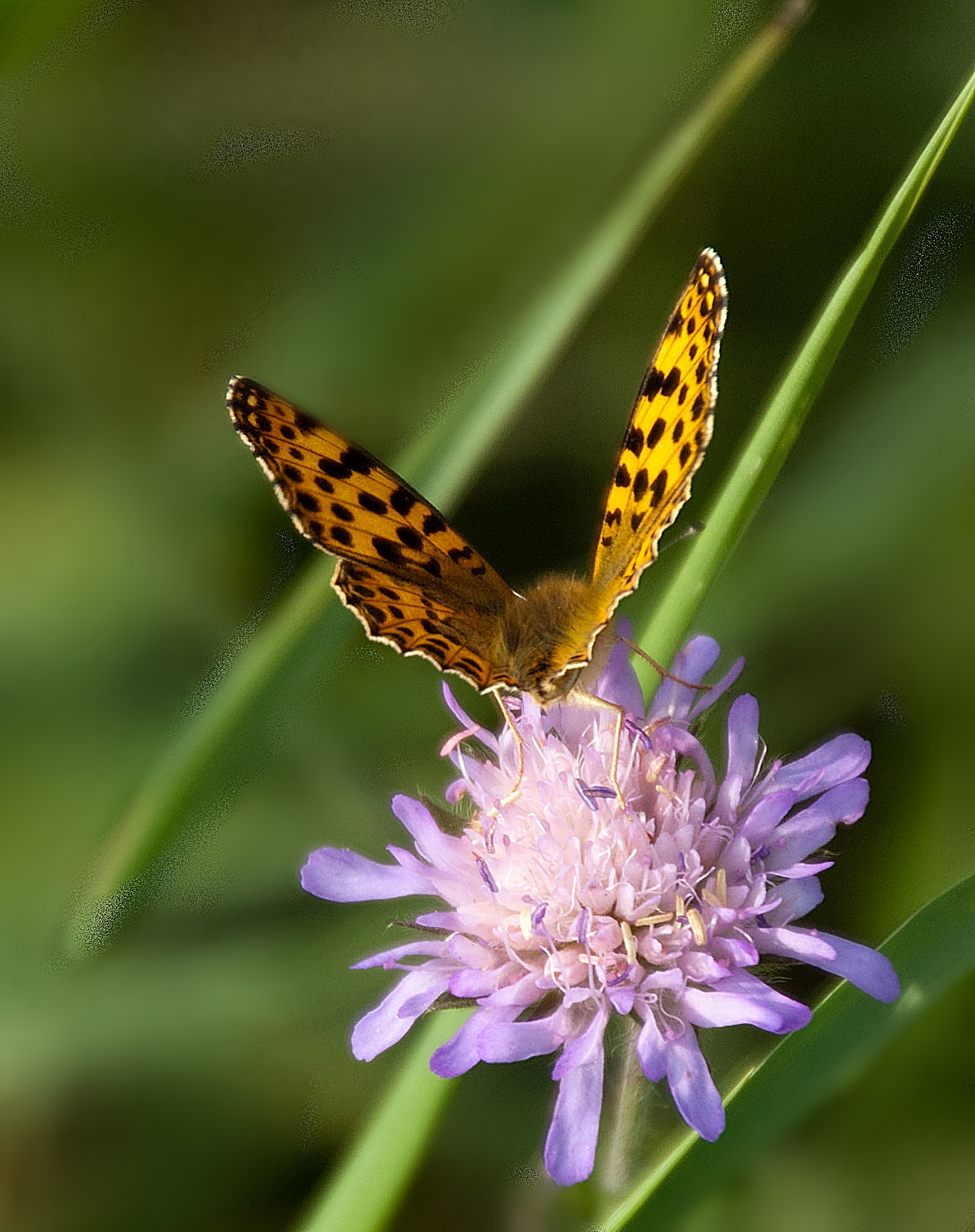Sony Alpha DSLR-A300 + DT 18-270mm F3.5-6.3 SSM sample photo. Z jednego spaceru 3 photography