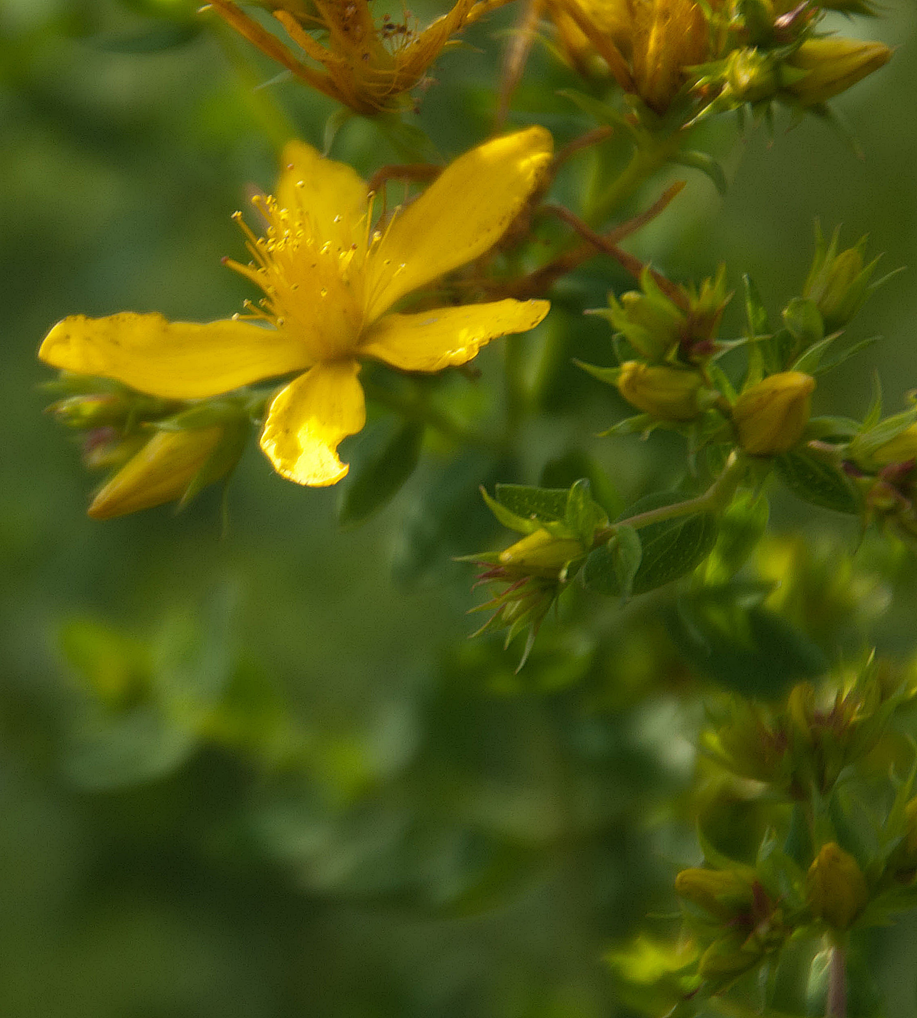Sony Alpha DSLR-A300 + DT 18-270mm F3.5-6.3 SSM sample photo. Z jednego spaceru 4 photography