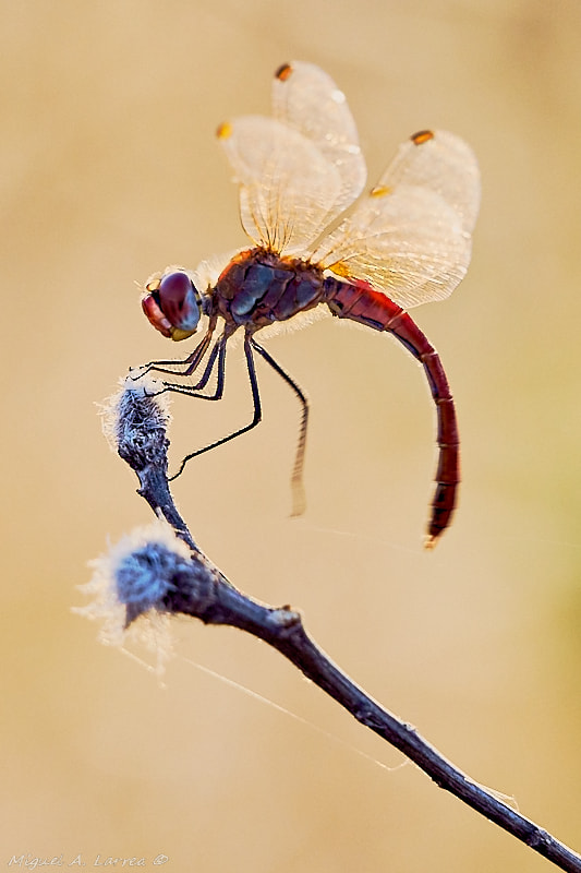 Sony ILCA-77M2 sample photo. Sympetrum fonscolombii (backlight) photography