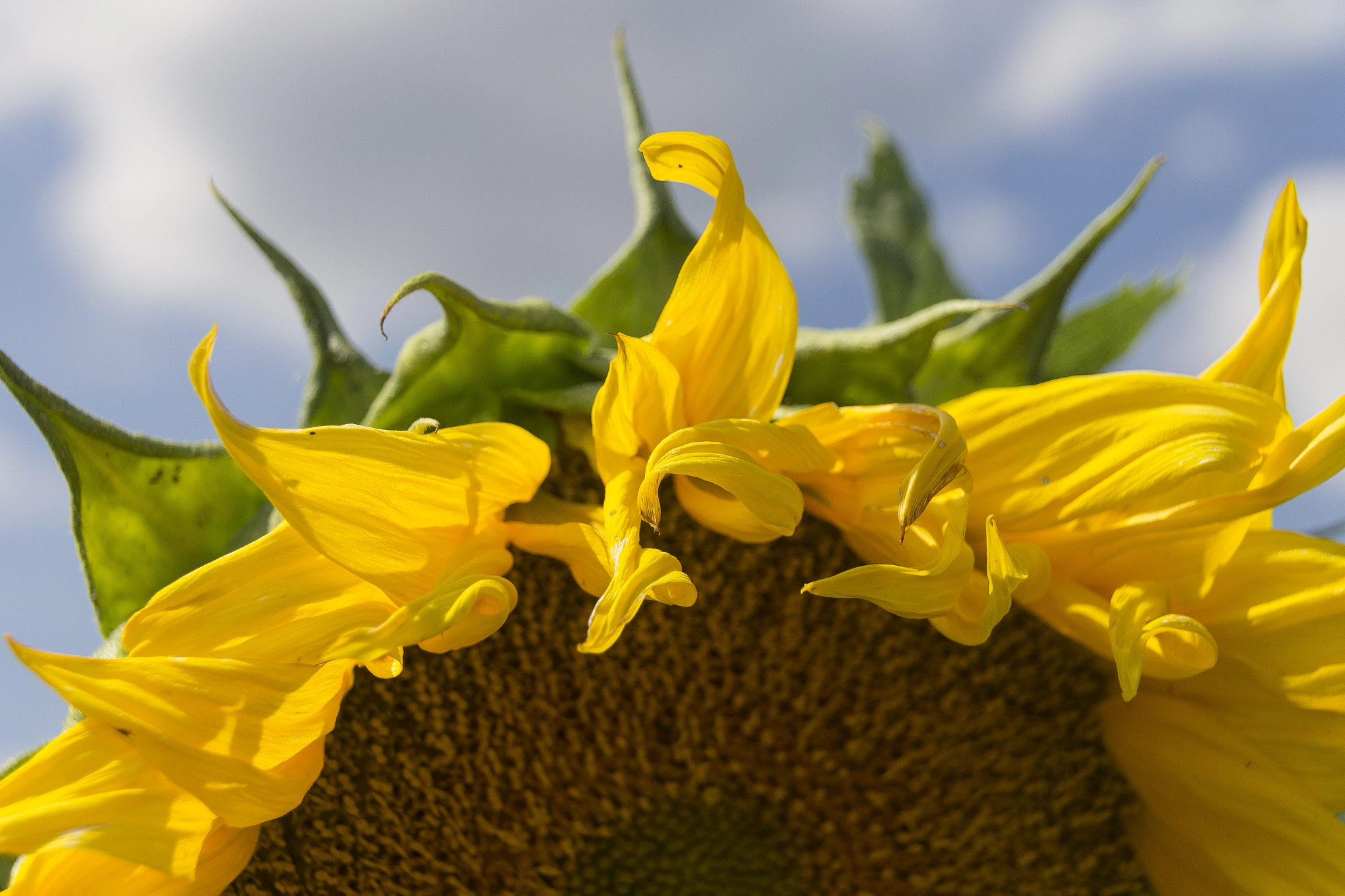 Sigma 18-250mm F3.5-6.3 DC OS HSM sample photo. Sunflower close up. bright yellow sunflowers. sunf photography