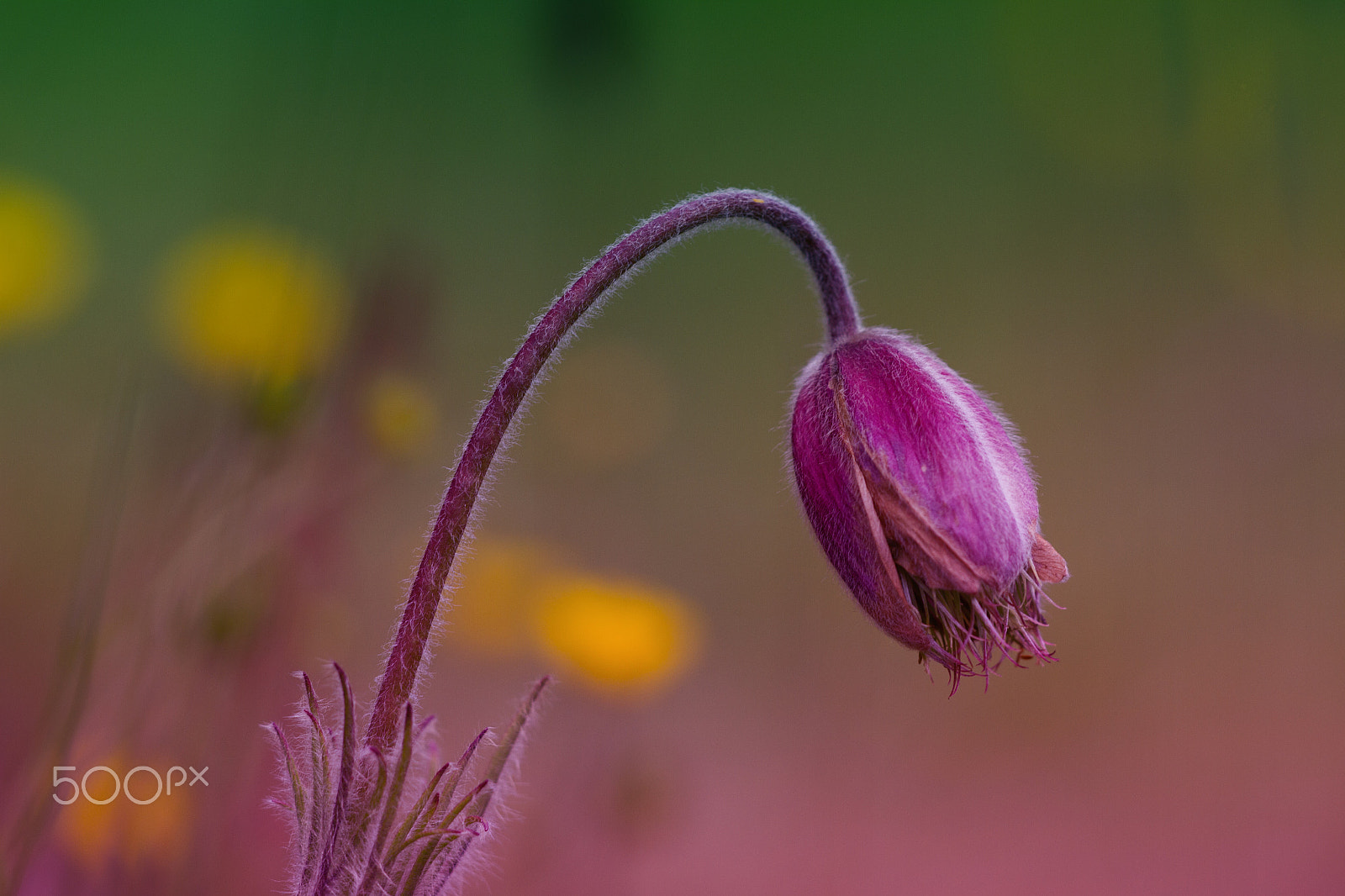 Sigma APO Macro 150mm f/2.8 EX DG HSM sample photo. Purple flower photography
