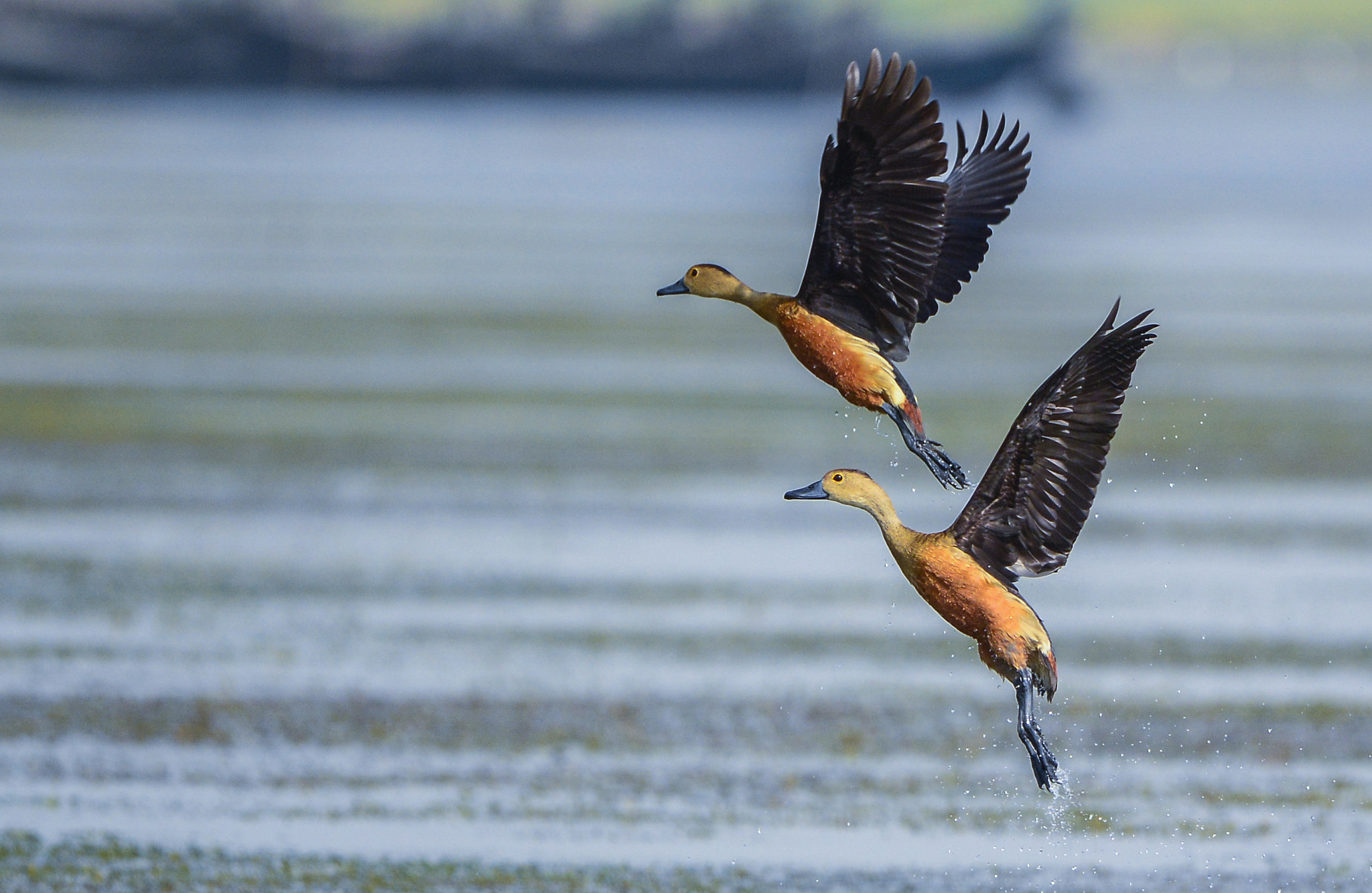 Nikon Nikkor AF-S 300mm F4E PF ED VR sample photo. Lesser whistling duck photography