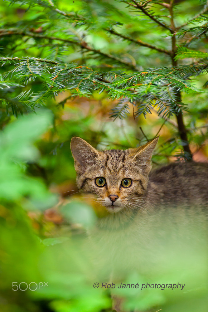 Nikon D700 + Nikon AF-S Nikkor 500mm F4G ED VR sample photo. Wildcat kitten photography