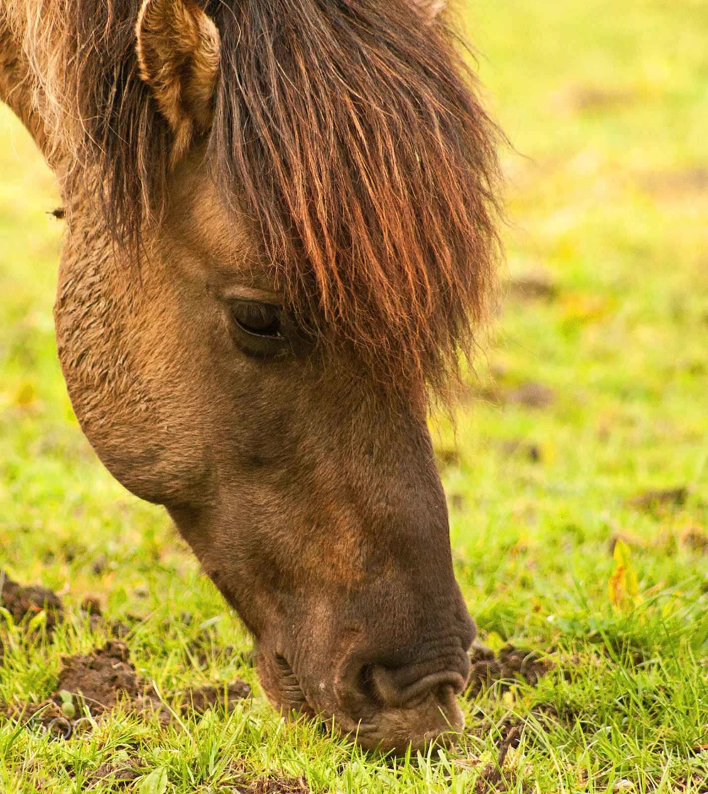 Canon EF 75-300mm f/4-5.6 USM sample photo. Wild horse in holland photography