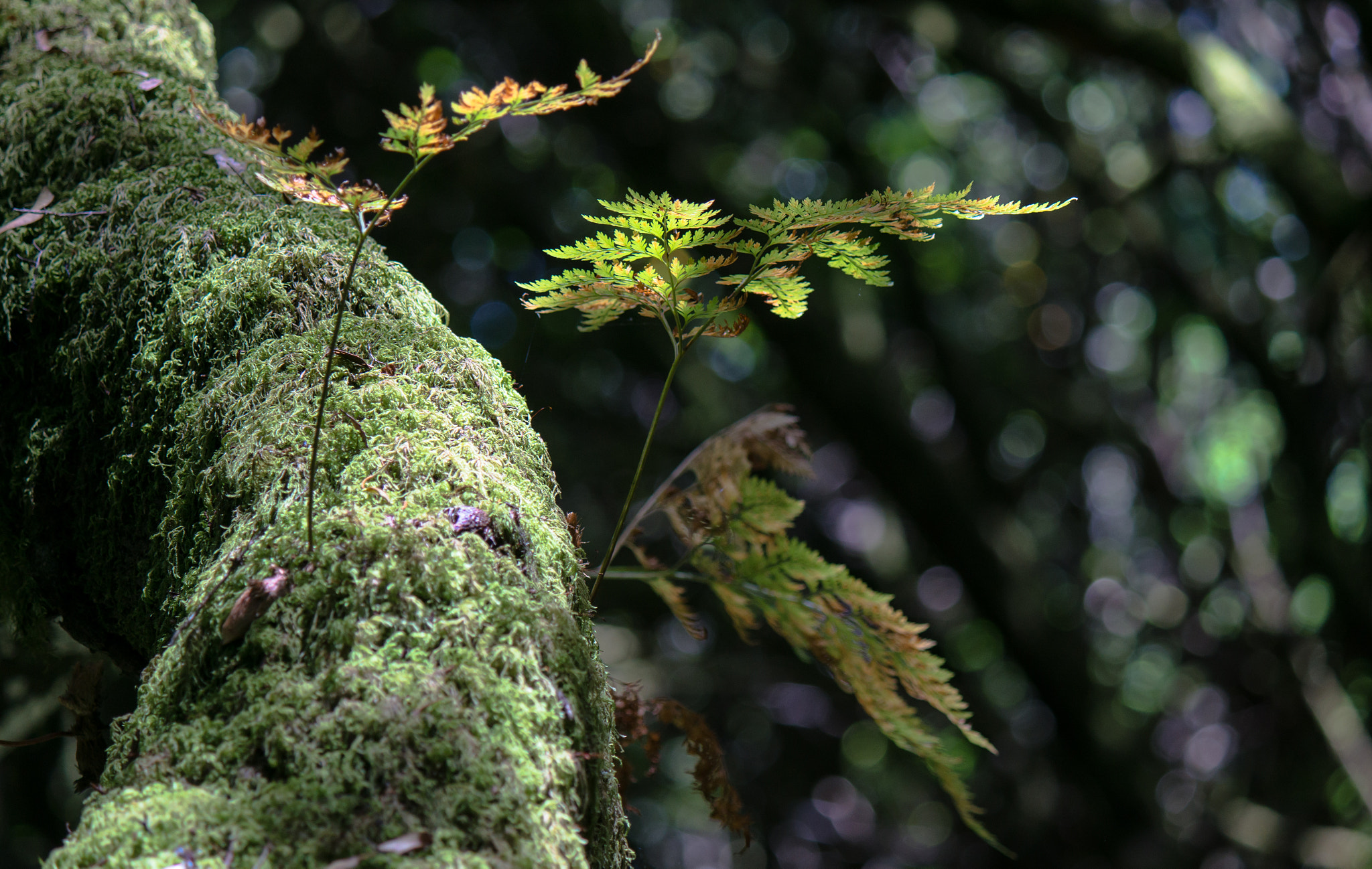 Tamron 18-270mm F3.5-6.3 Di II PZD sample photo. Greens photography