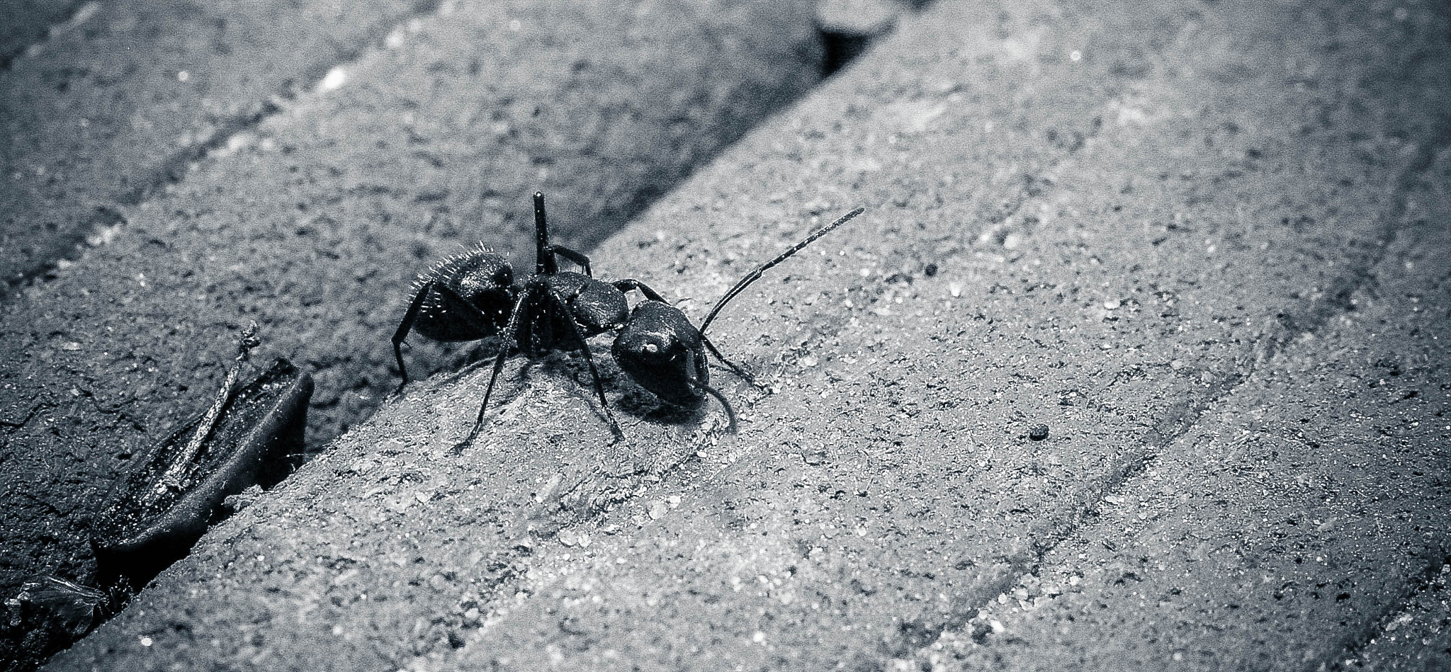 Nikon D70 sample photo. Carpenter ant photography