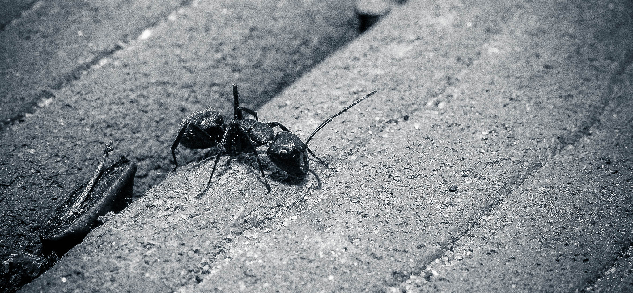 Nikon D70 + Nikon AF-S Nikkor 50mm F1.8G sample photo. Carpenter ant photography