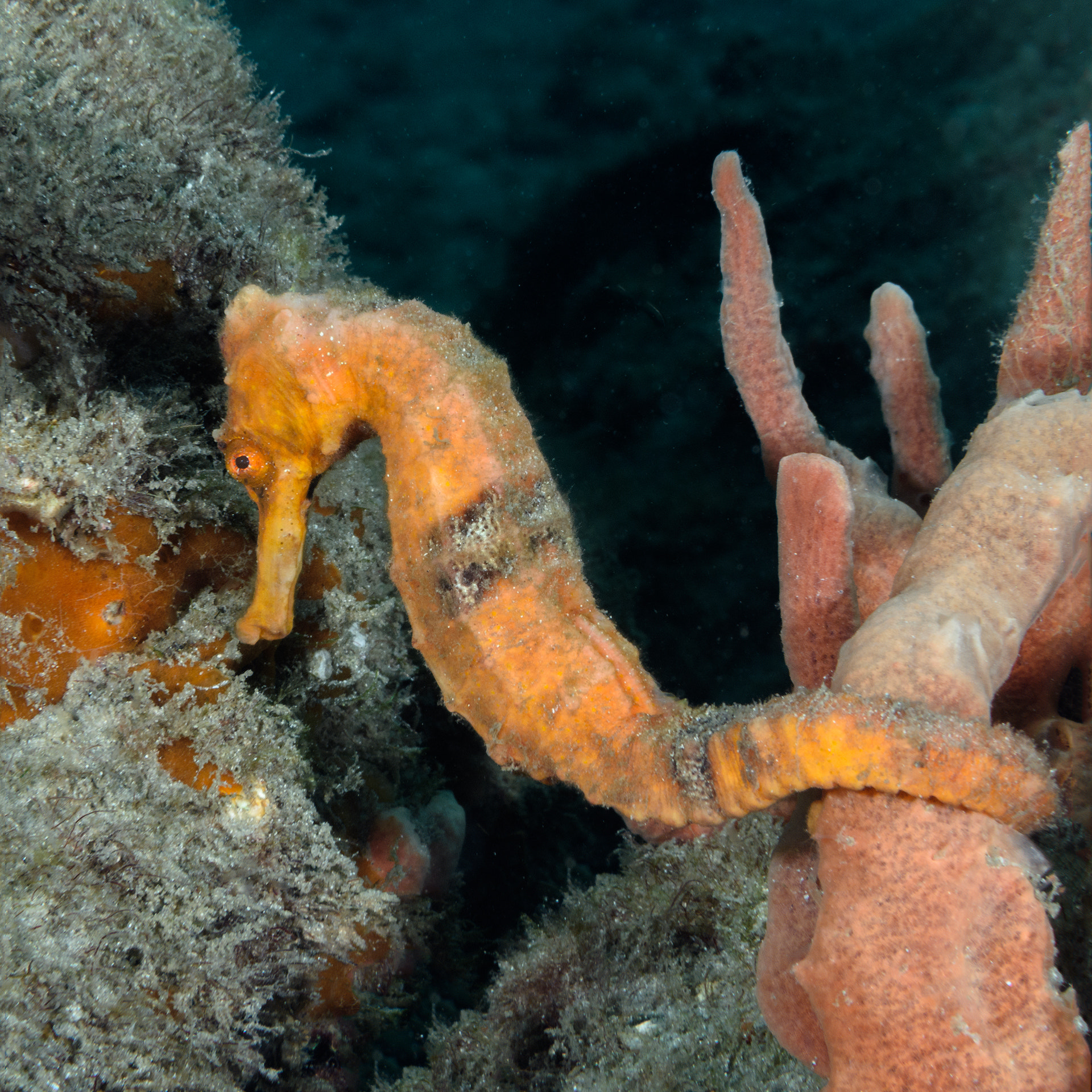 Nikon AF-S Micro-Nikkor 60mm F2.8G ED sample photo. Longsnout seahorse photography