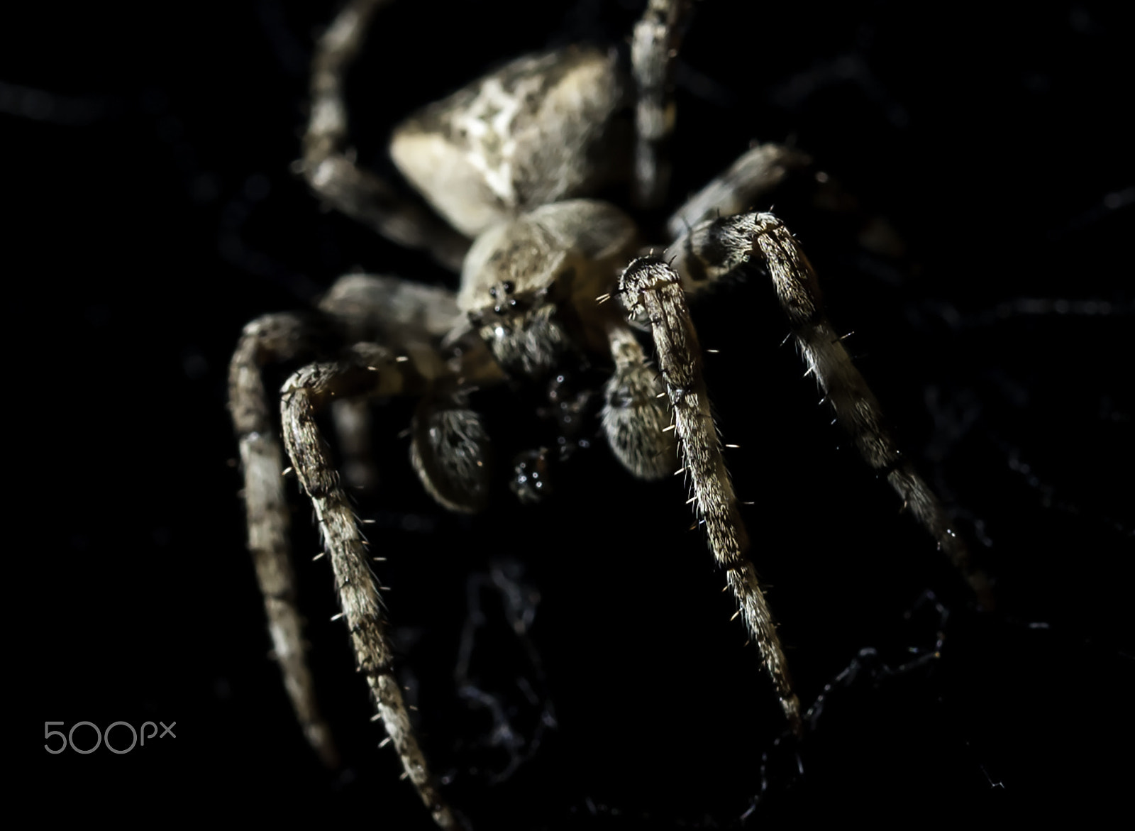 Nikon D3000 sample photo. Spiderman is having me for dinner tonight photography