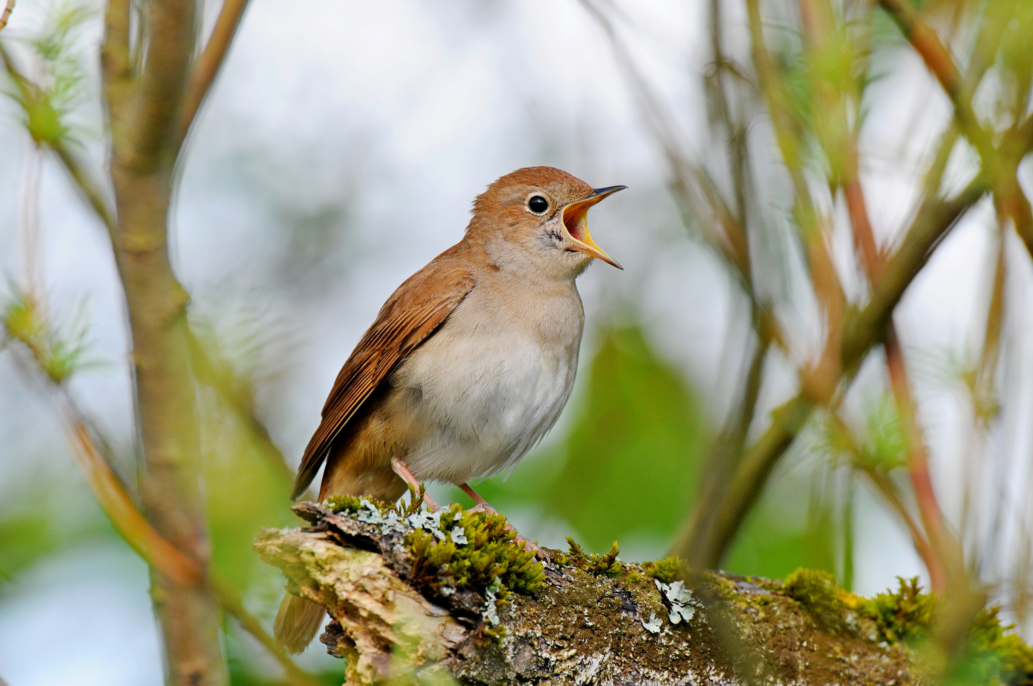 AF-S Nikkor 600mm f/4D IF-ED sample photo. Nightingale photography