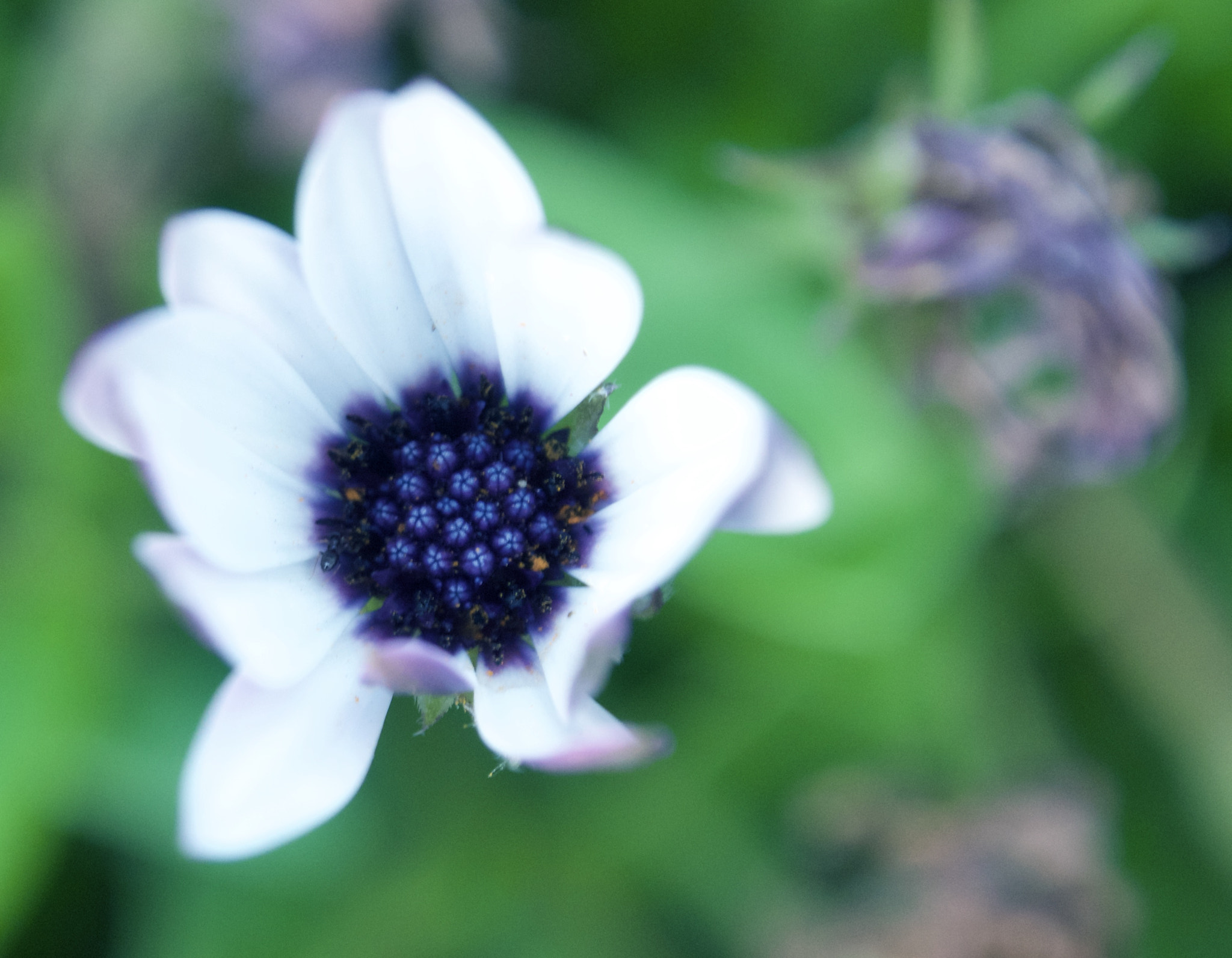 Olympus OM-D E-M5 II + OLYMPUS M.12-50mm F3.5-6.3 sample photo. Flor blanca i azul photography