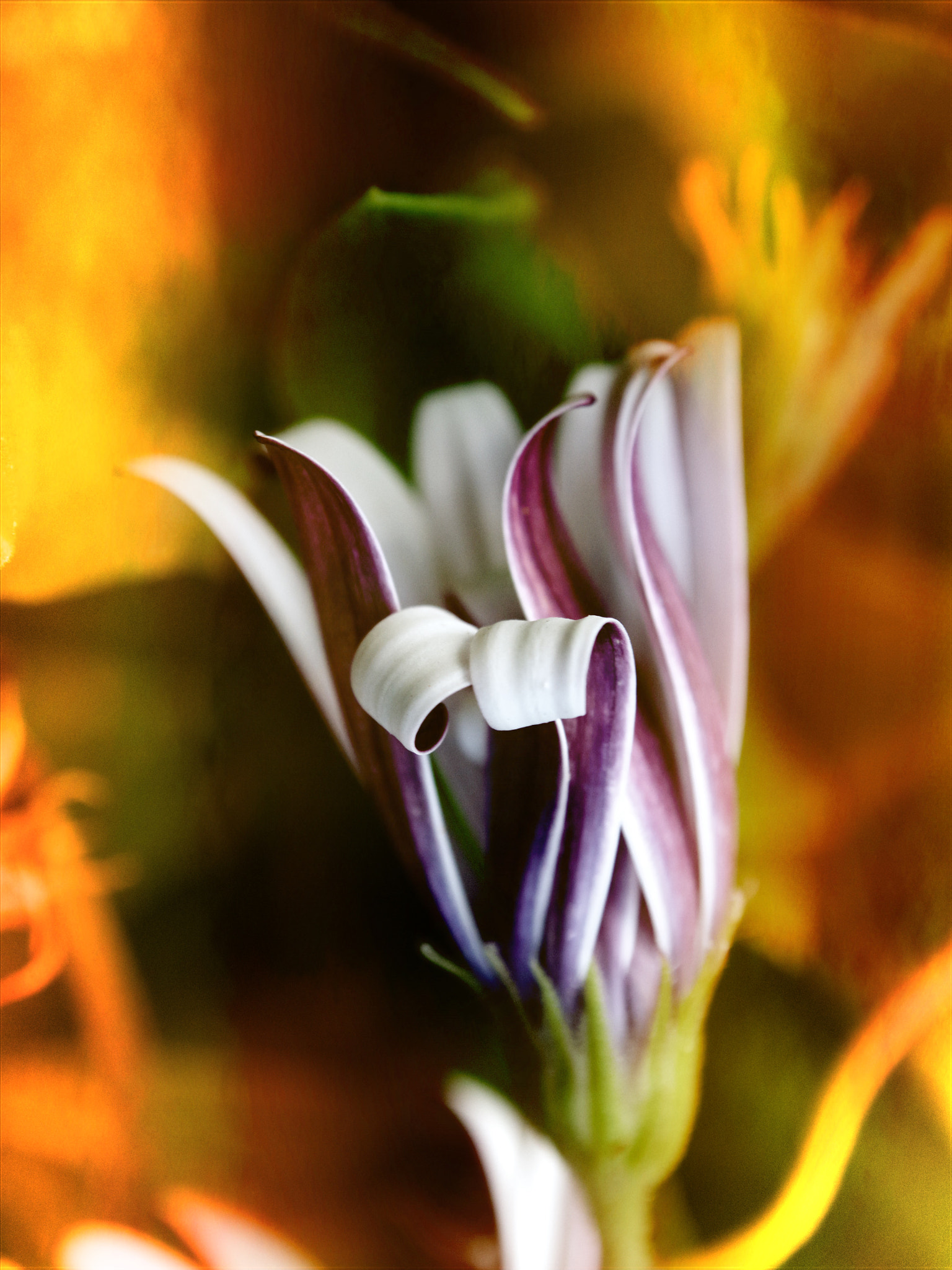 OLYMPUS M.12-50mm F3.5-6.3 sample photo. Flor retorcida photography