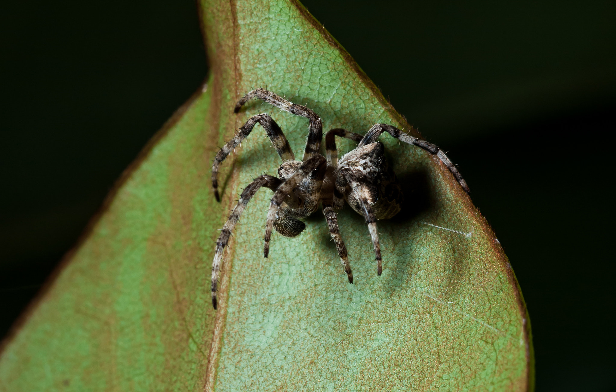 Nikon D3000 sample photo. Spider on leaf photography