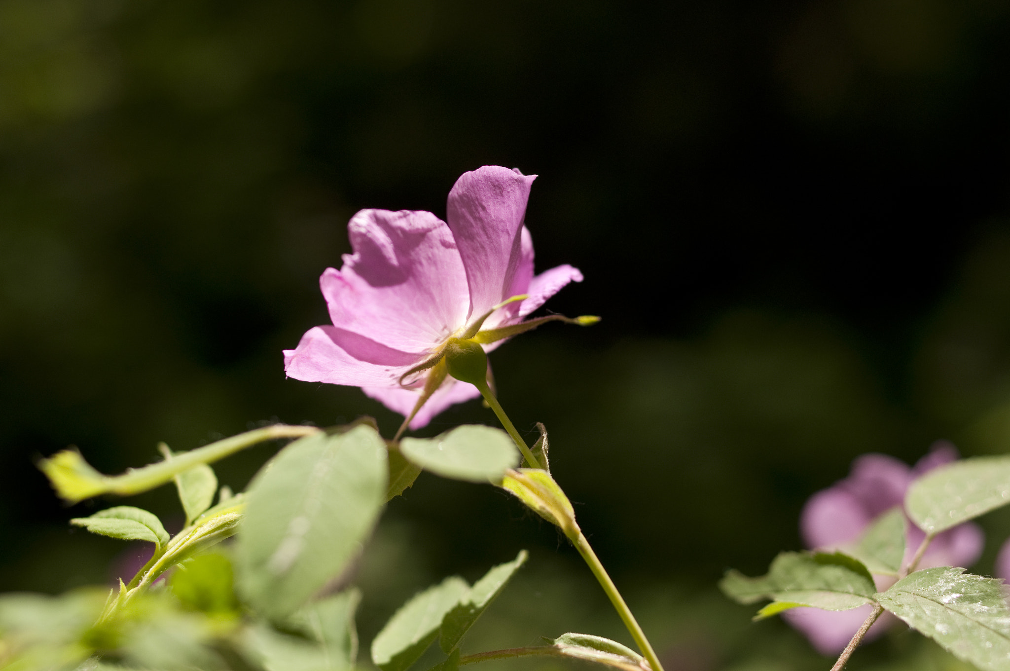 Nikon D90 + Nikon AF-S Nikkor 28mm F1.8G sample photo. Alberta wild rose photography