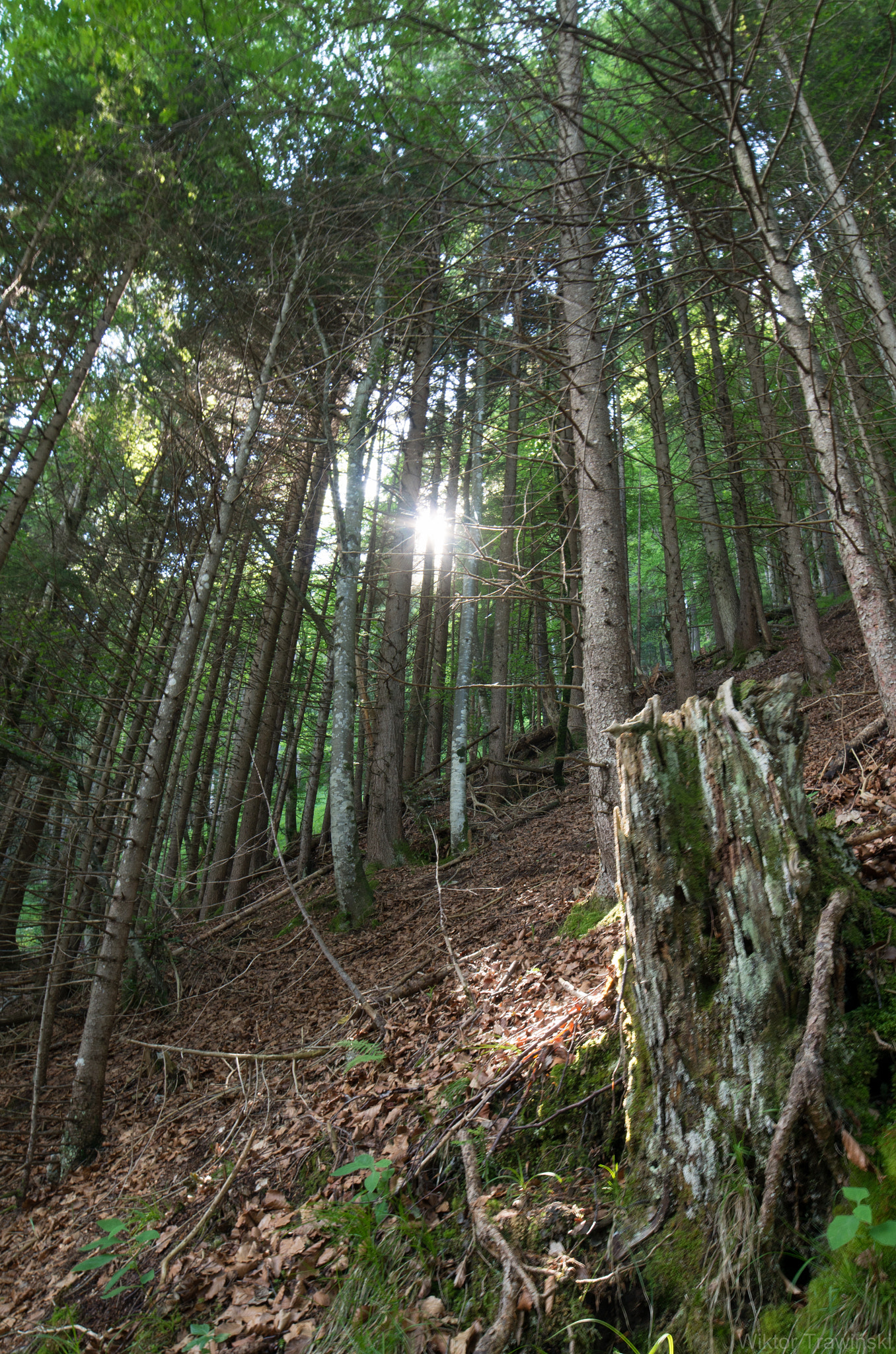 Pentax K-5 IIs + A Series Lens sample photo. Forest photography