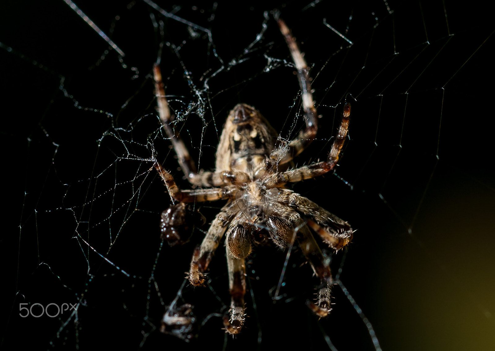 Nikon D3000 sample photo. Spider eating photography