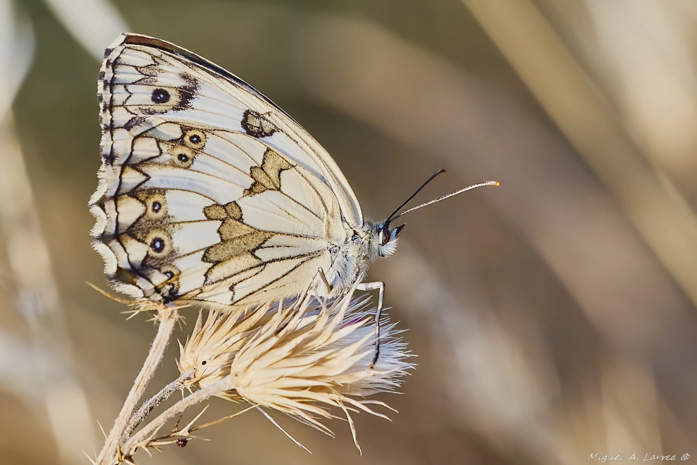 Sony ILCA-77M2 sample photo. Melanargia lachesis photography