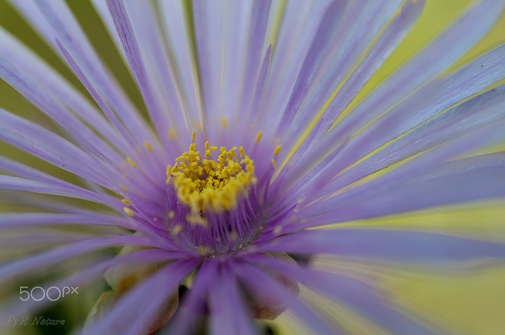 Nikon D300S sample photo. Fin de temporada photography