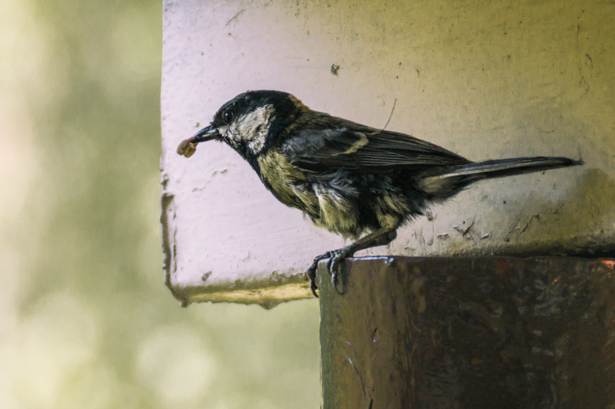 Sony DT 18-250mm F3.5-6.3 sample photo. Pt photography