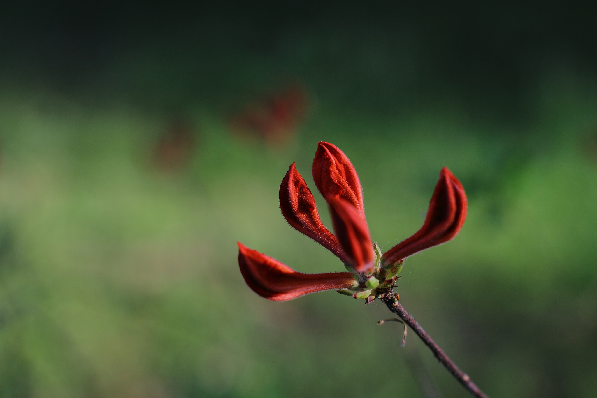 Sigma 50mm F1.4 EX DG HSM sample photo. Flower photography