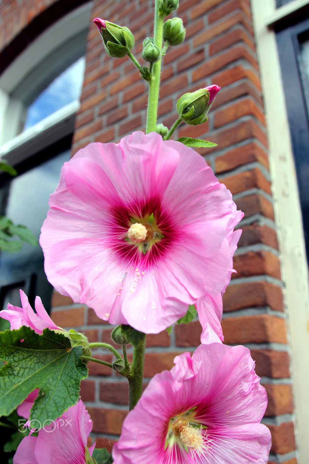 Sigma 18-250mm F3.5-6.3 DC OS HSM sample photo. Flower in the streets photography