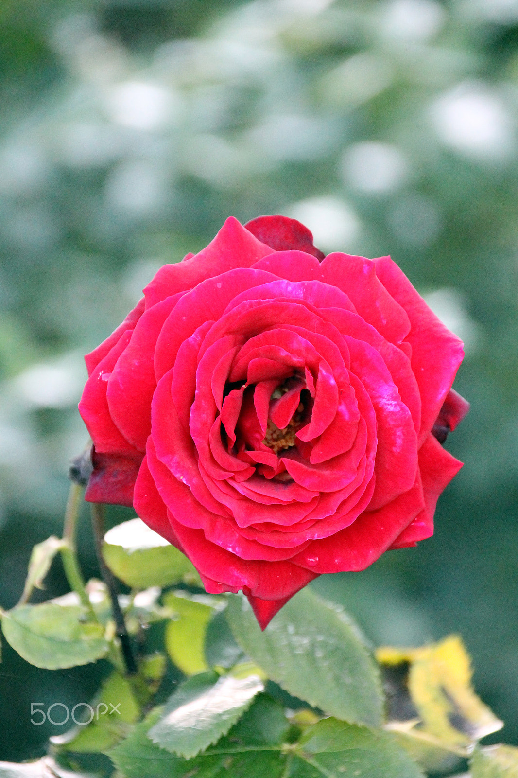 Sigma 18-250mm F3.5-6.3 DC OS HSM sample photo. Redrose photography