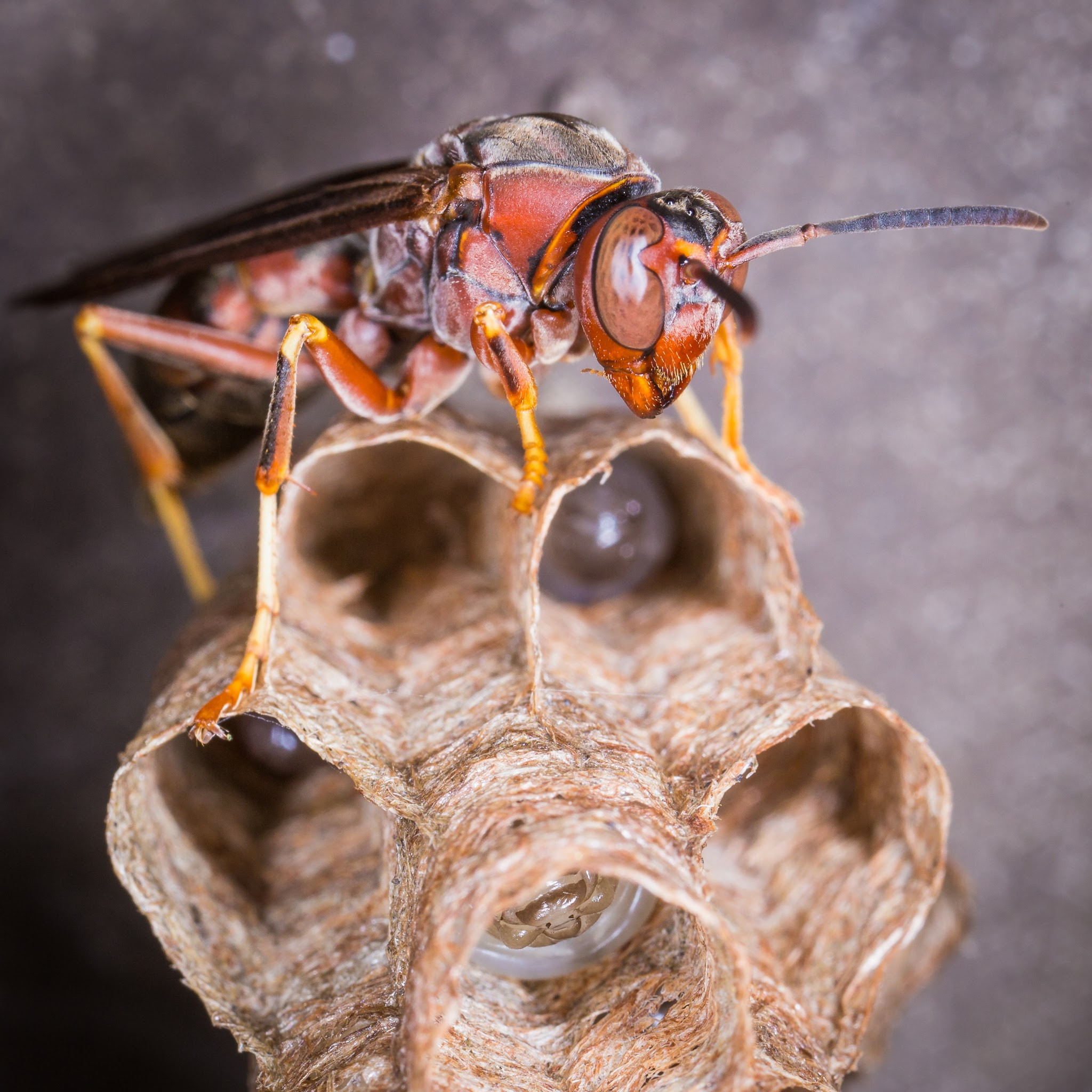 Canon MP-E 65mm F2.5 1-5x Macro Photo sample photo. Paper wasp on nest photography
