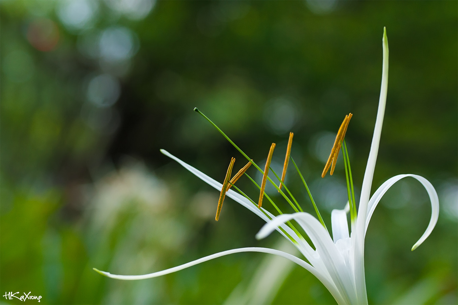 Canon EF-S 60mm F2.8 Macro USM sample photo. Spider lily photography