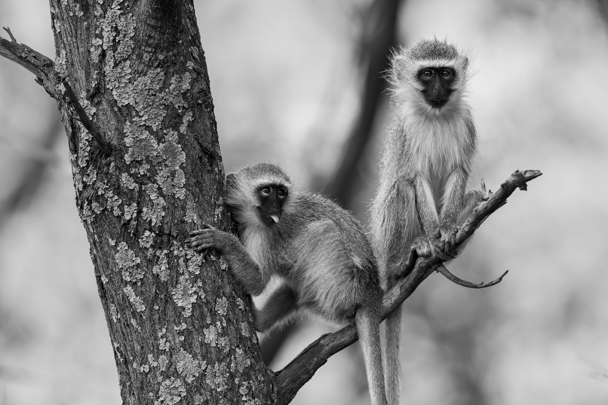 Canon EF 600mm f/4L IS sample photo. Vervet mischief photography