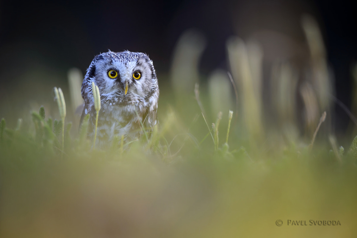 Nikon D4 sample photo. Boreal owl photography