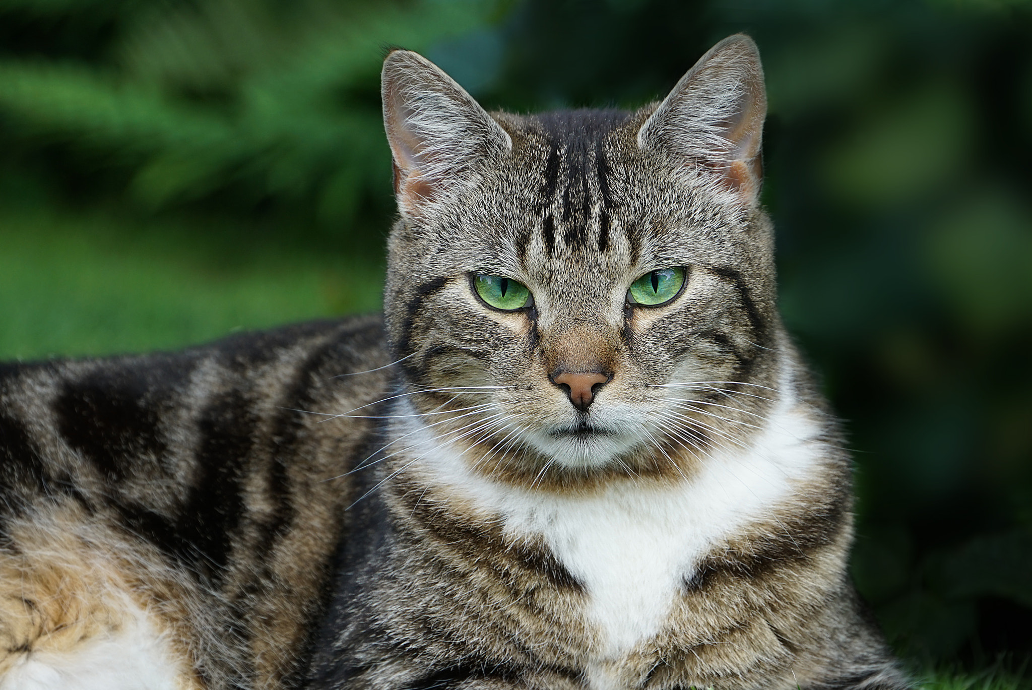 Sony E 18-200mm F3.5-6.3 OSS sample photo. Green-eyed tomcat photography