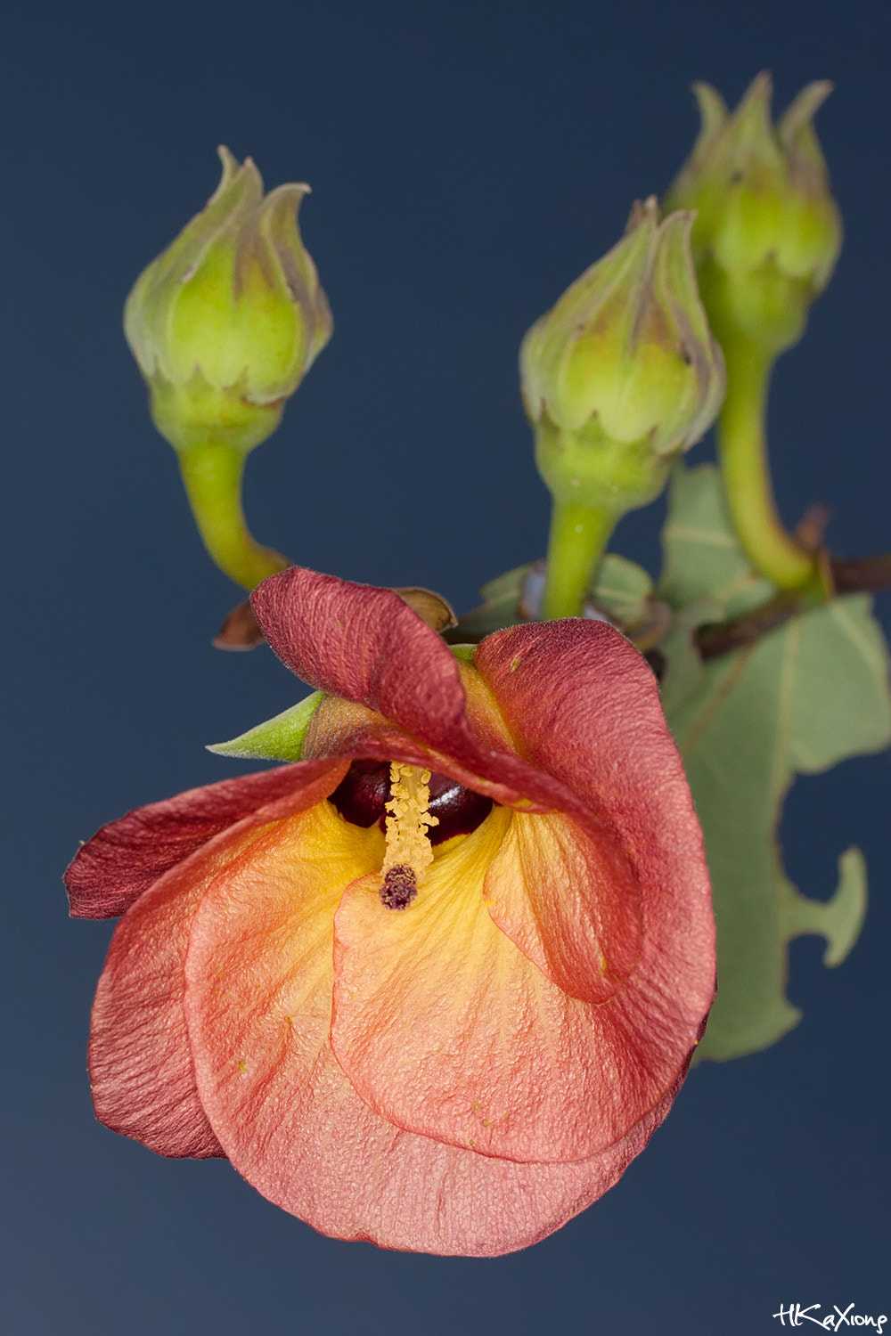 Canon EF-S 60mm F2.8 Macro USM sample photo. Cuban bast photography