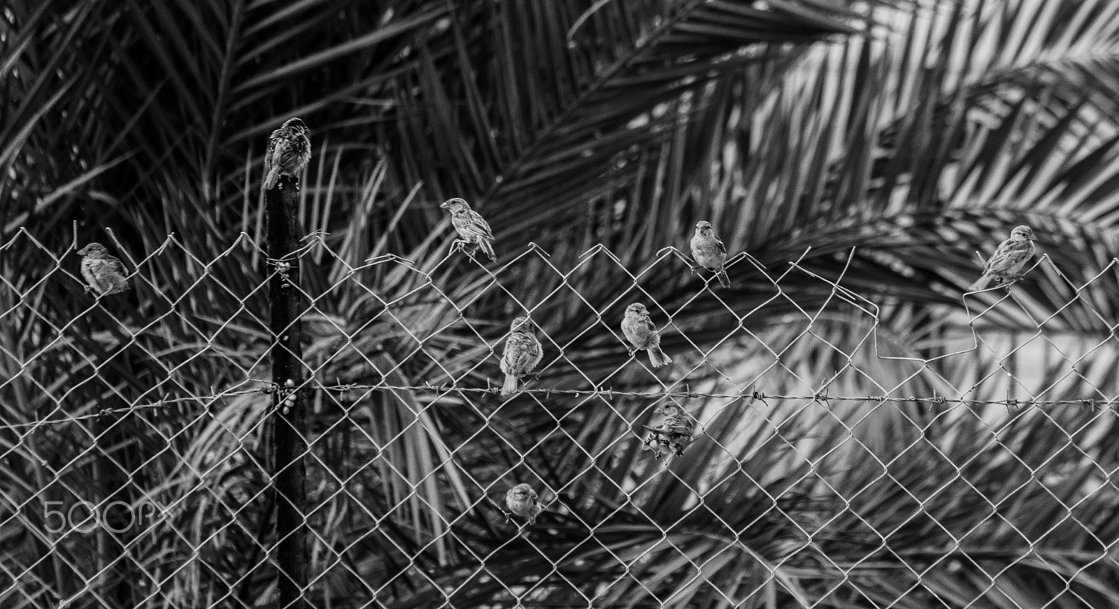 Canon EF-S 55-250mm F4-5.6 IS sample photo. Fence sparrows photography