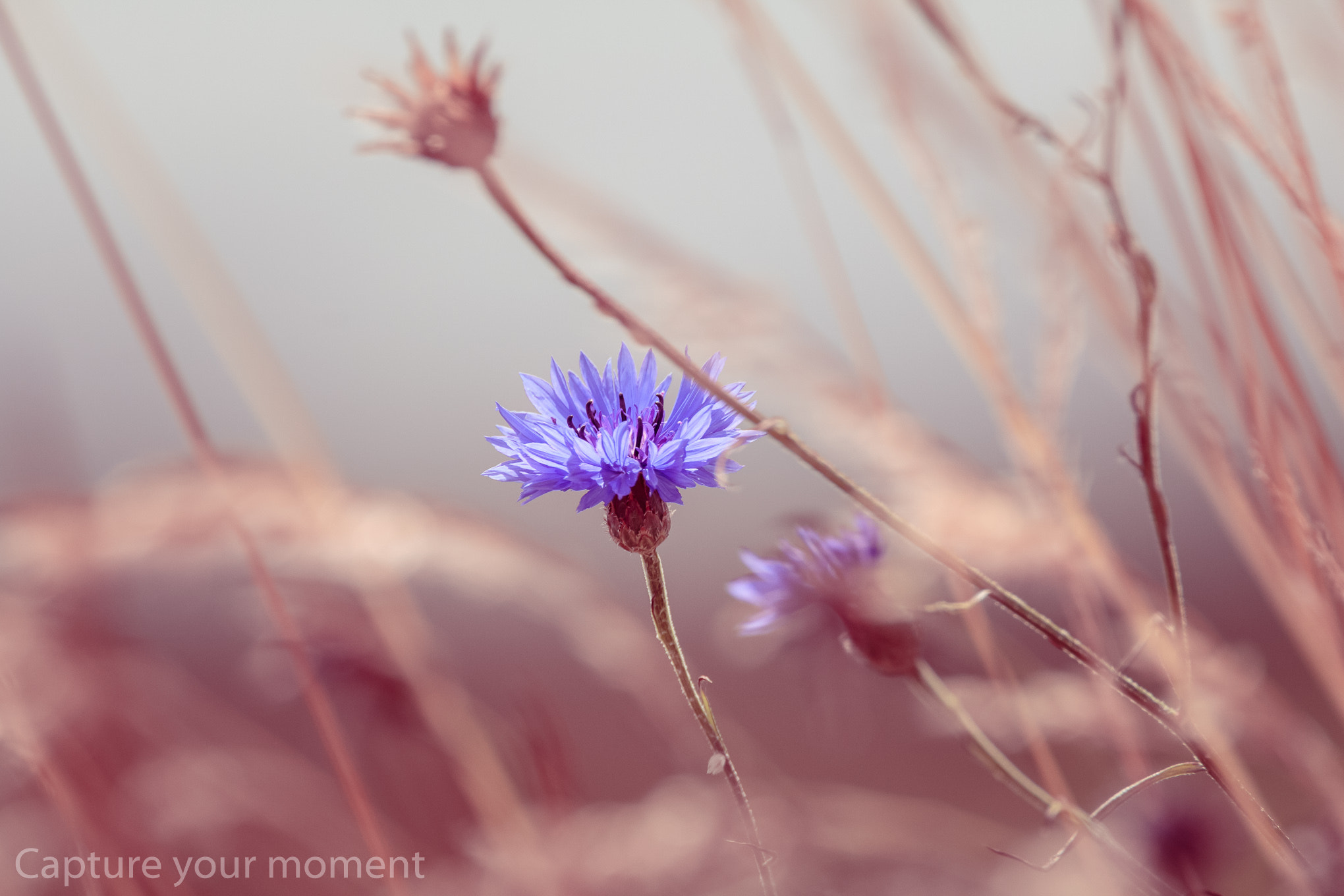 150-600mm F5-6.3 DG OS HSM | Contemporary 015 sample photo. Korenbloem  photography