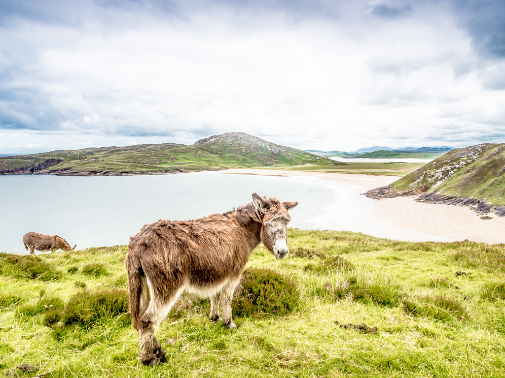 Olympus OM-D E-M10 + OLYMPUS M.12-50mm F3.5-6.3 sample photo. Atlantic drive donkey photography