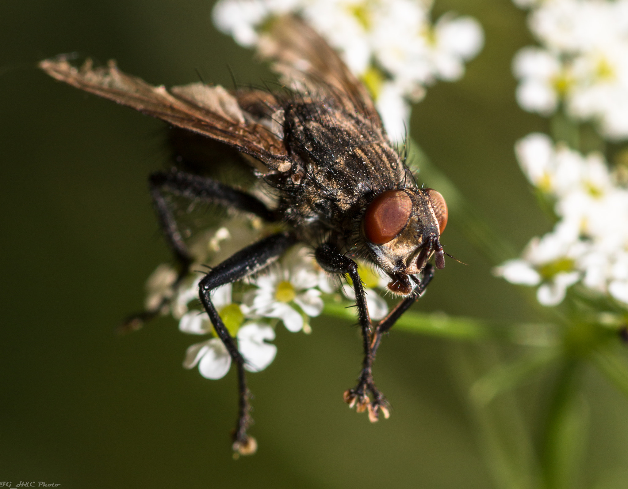 Canon EOS 70D + Canon EF 100mm F2.8 Macro USM sample photo. Fly photography