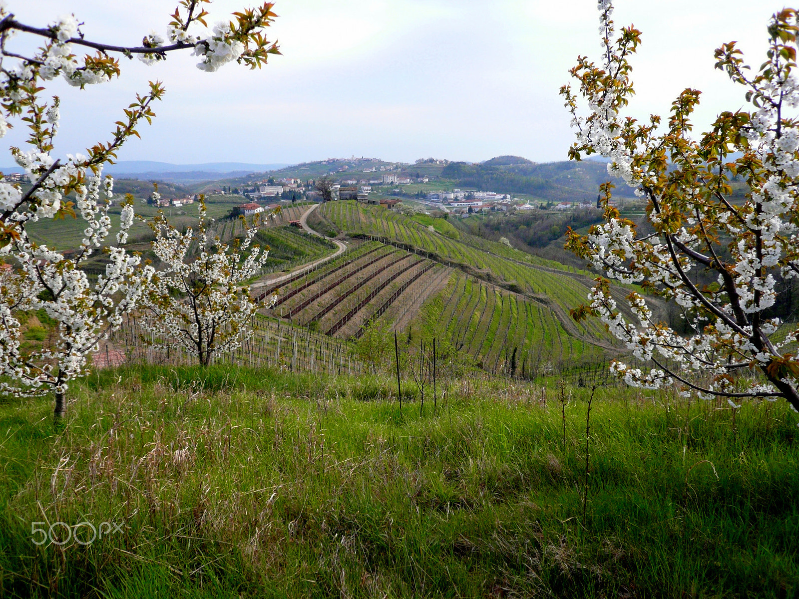 Panasonic DMC-FX100 sample photo. Goriska brda slovenia () photography