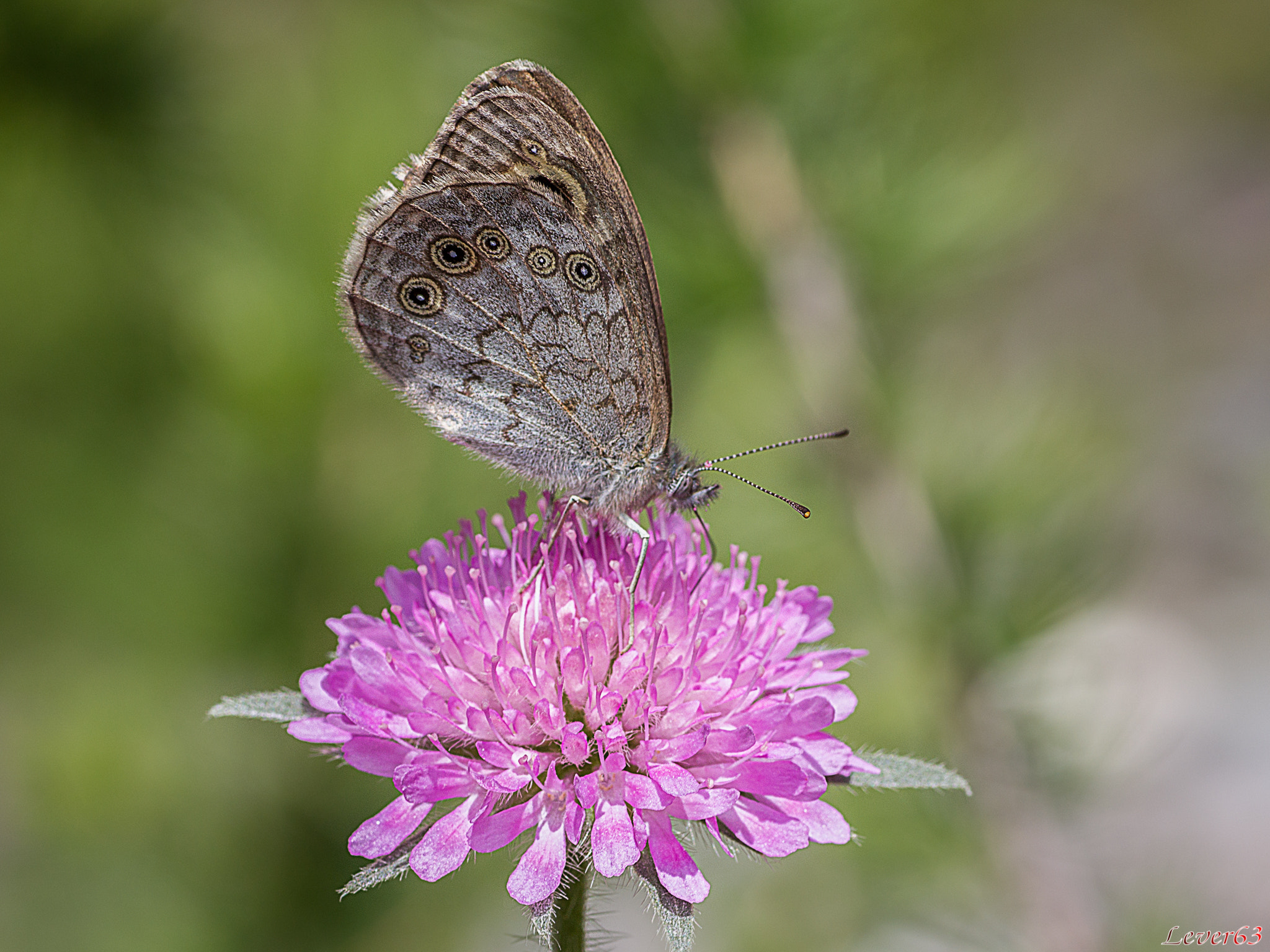 Canon EOS 550D (EOS Rebel T2i / EOS Kiss X4) + Tamron SP AF 90mm F2.8 Di Macro sample photo. Butterfly photography