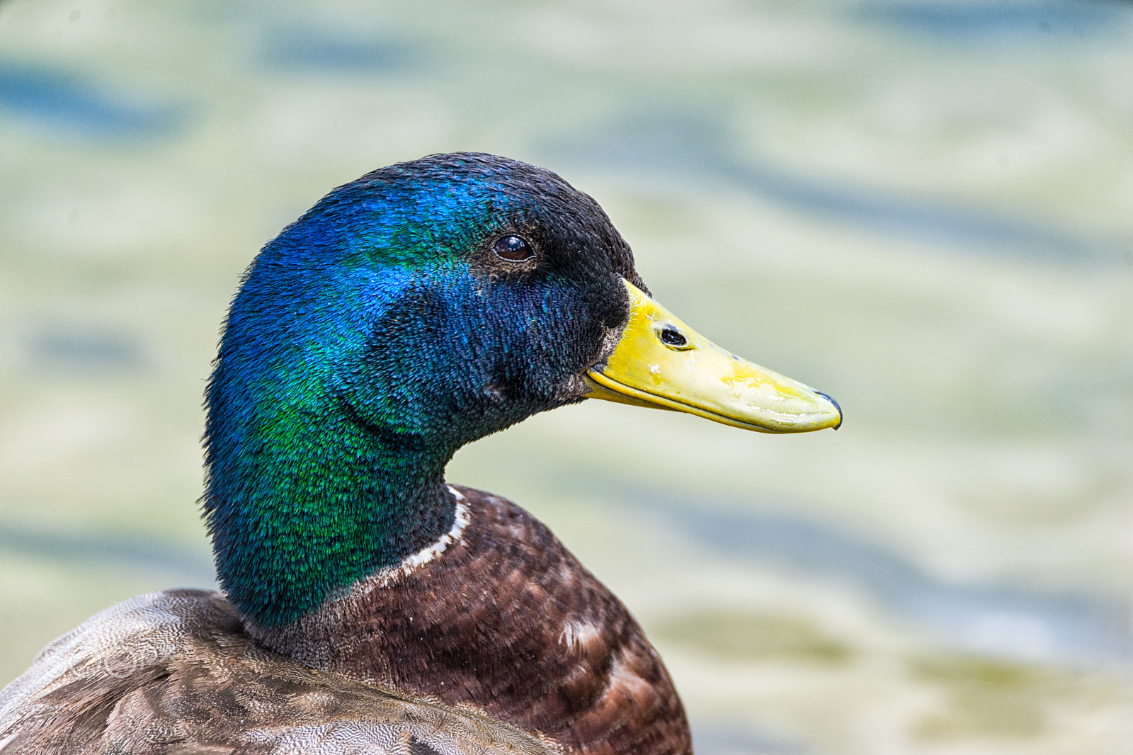 Sony a7 + Tamron SP 150-600mm F5-6.3 Di VC USD sample photo. A mallard's profile photography