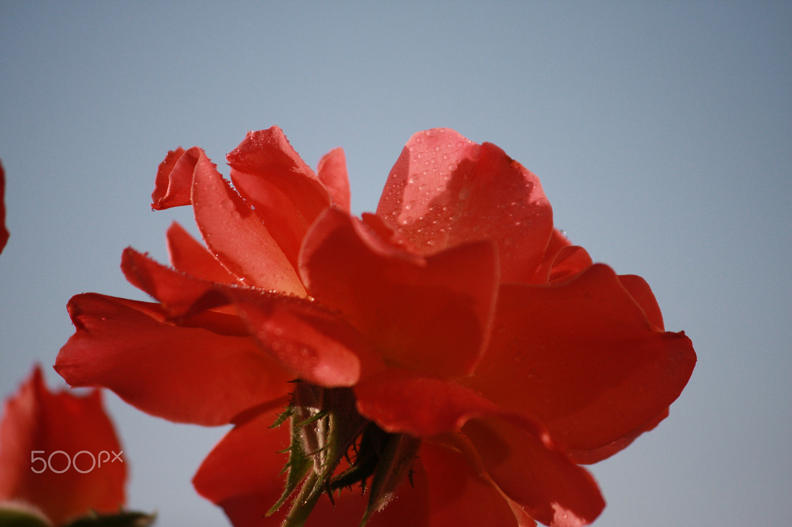 Canon EOS 40D sample photo. Rose in bloom photography