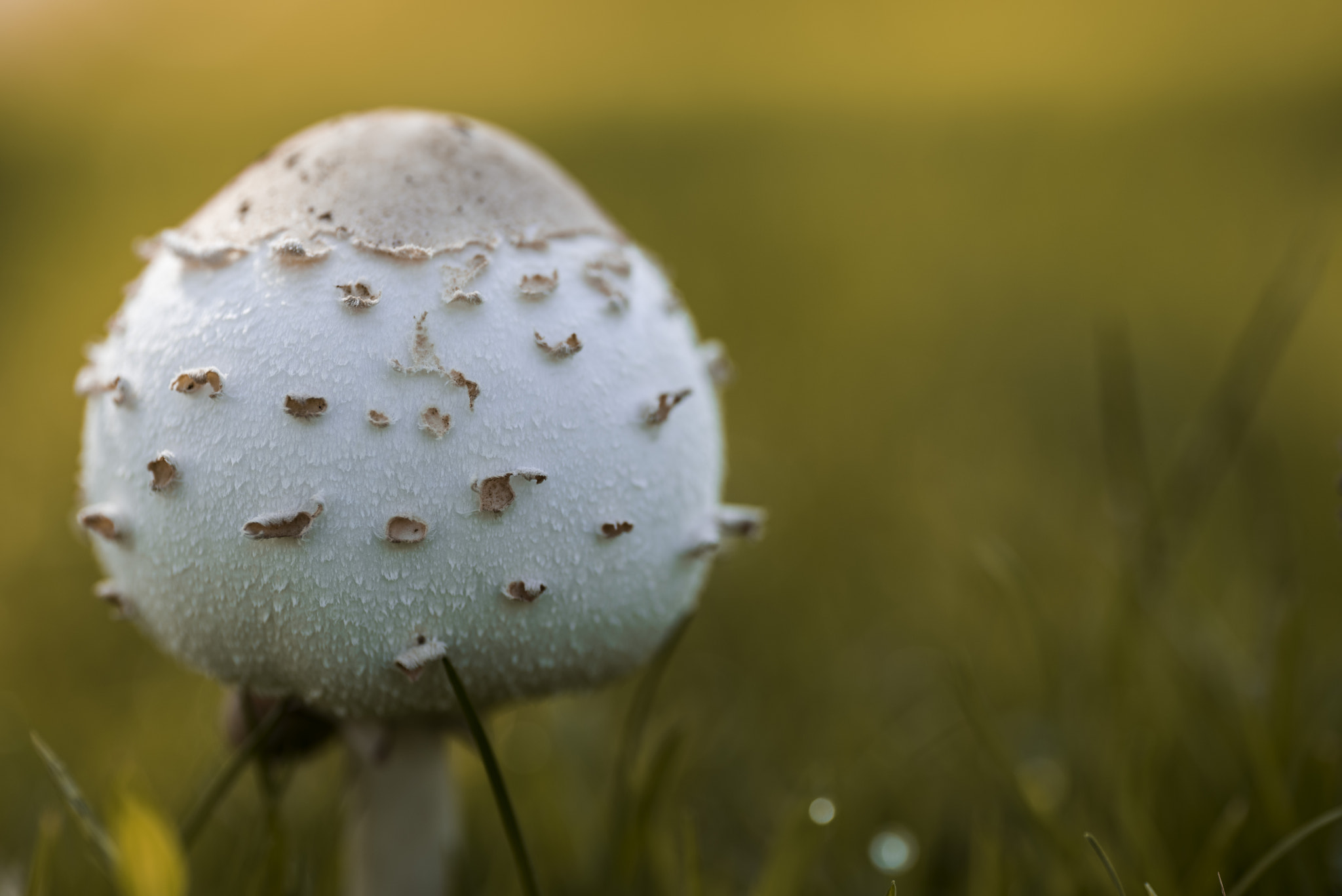 Nikon D810 + Tamron SP 90mm F2.8 Di VC USD 1:1 Macro sample photo. Infected mushroom photography