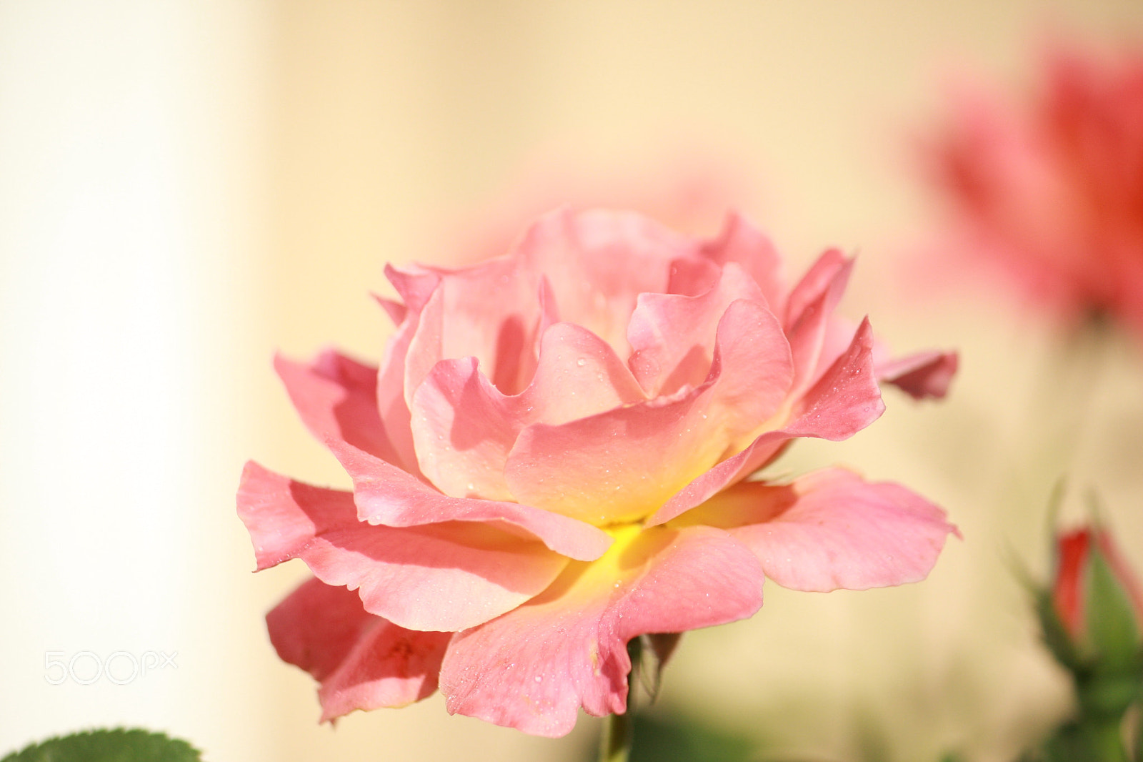 Canon EOS 40D sample photo. Rose in bloom photography