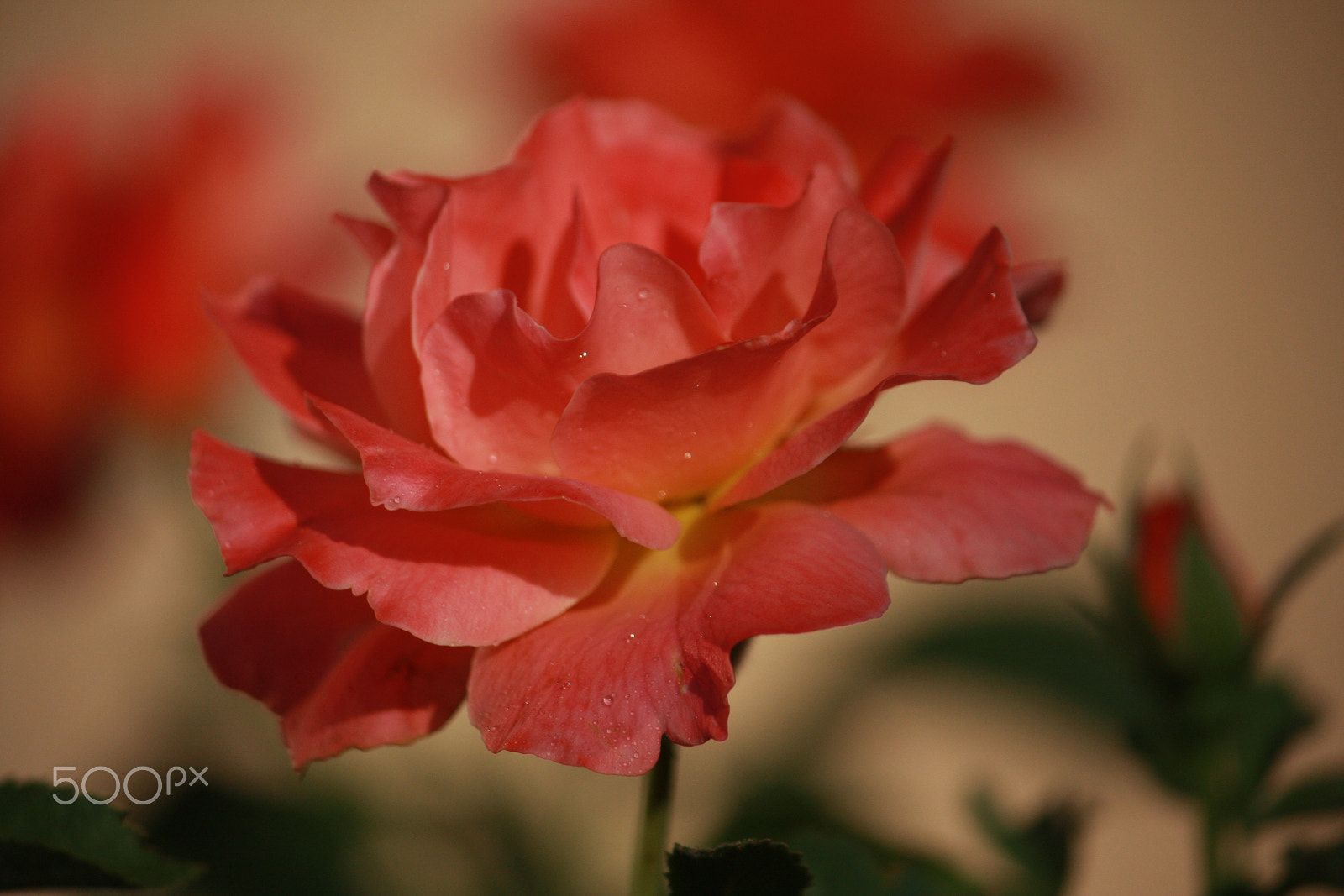 Canon EOS 40D sample photo. Rose in bloom photography