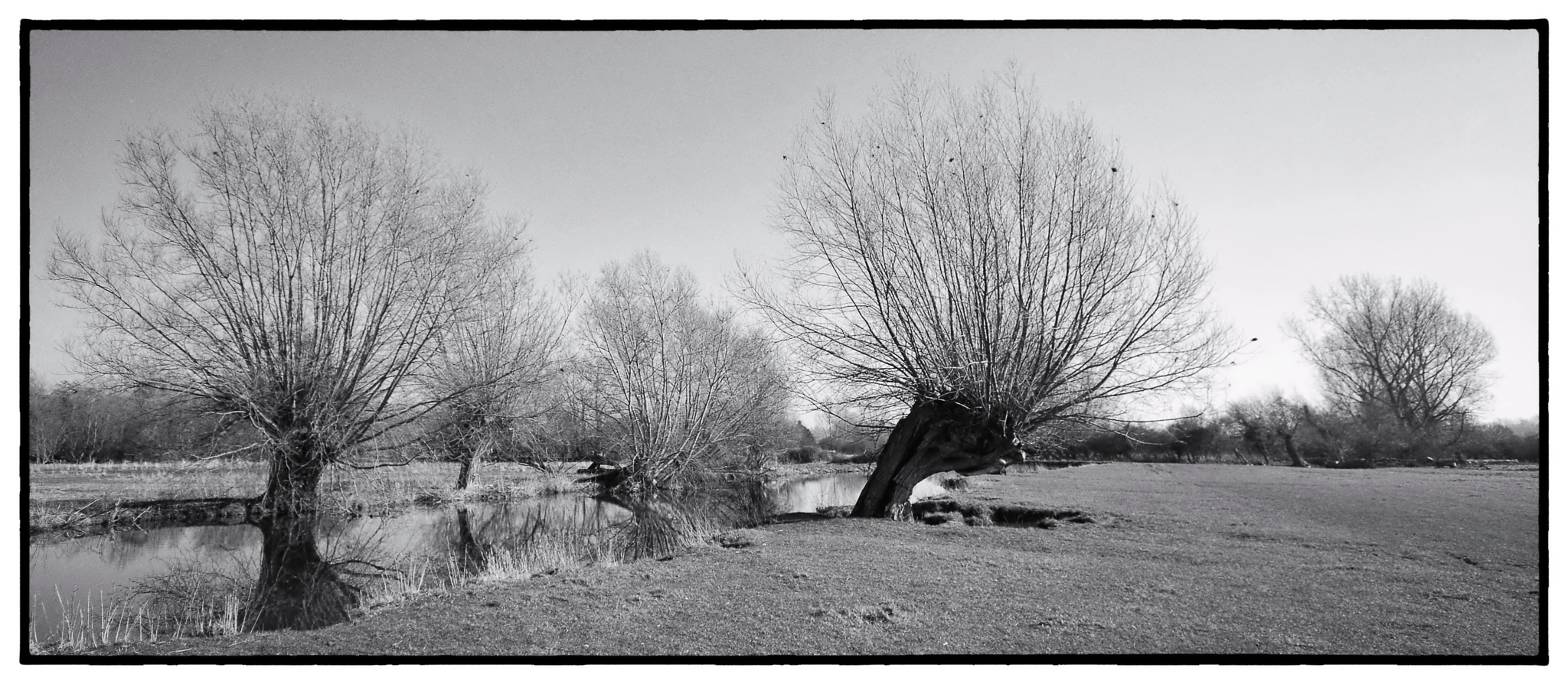 Sigma 10-20mm F4-5.6 EX DC HSM sample photo. River stour and pollarded willows photography