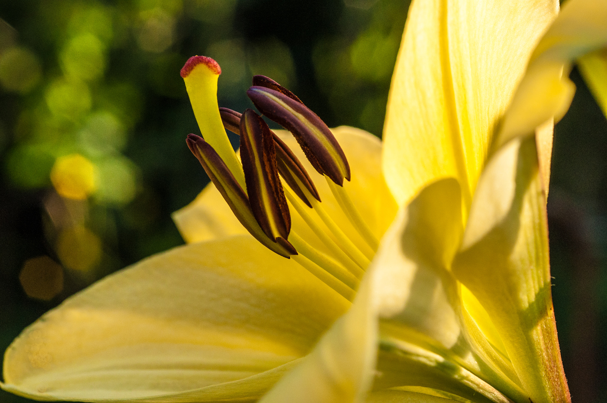 Nikon D90 + AF Micro-Nikkor 60mm f/2.8 sample photo. Garden lily photography