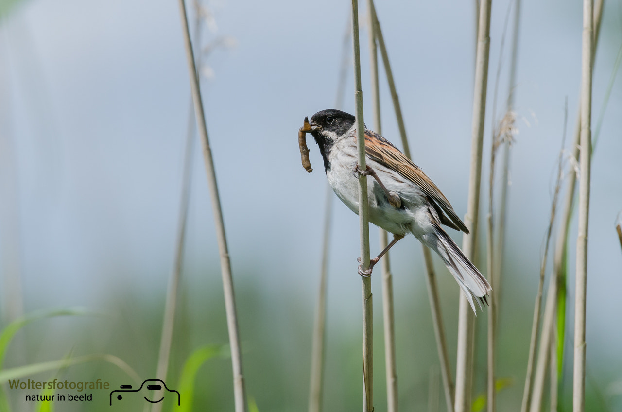 Nikon AF-S Nikkor 200-400mm F4G ED-IF VR sample photo. Reed bunting photography