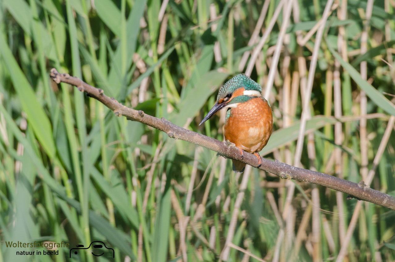 Nikon AF-S Nikkor 200-400mm F4G ED-IF VR sample photo. Kingfisher photography