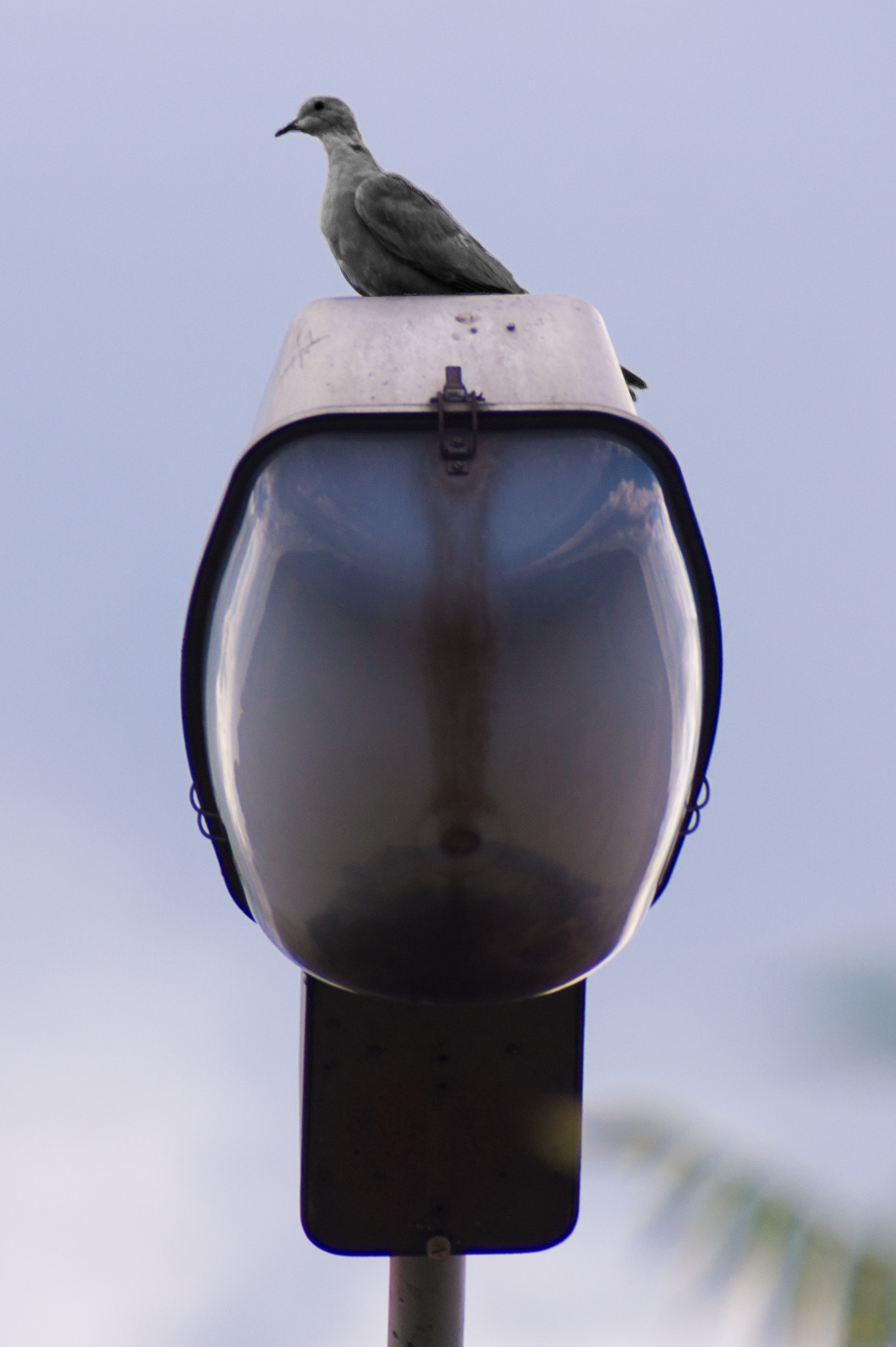 Sony DT 18-250mm F3.5-6.3 sample photo. Pt photography