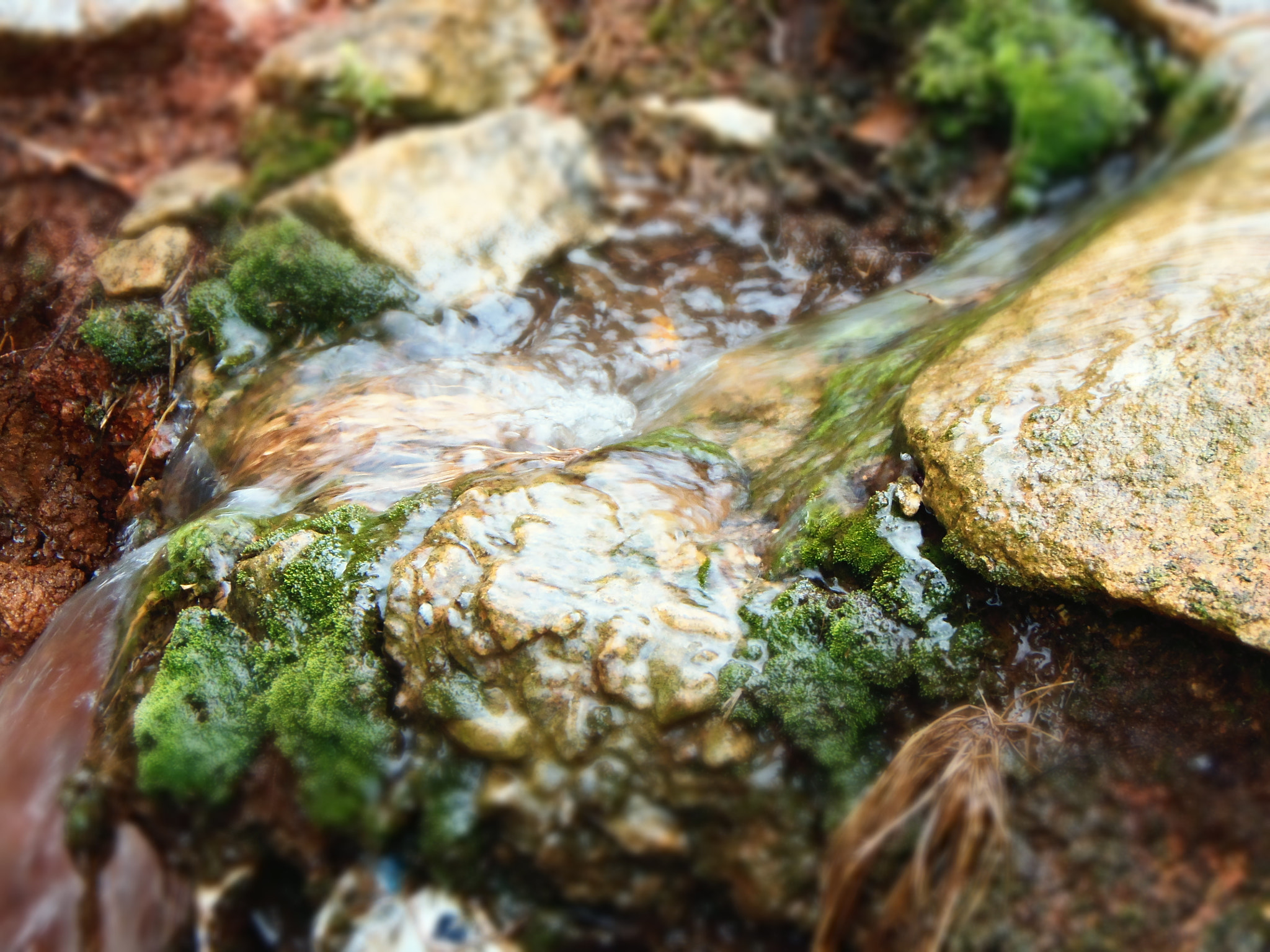 Olympus SP-810UZ sample photo. Wet moss photography
