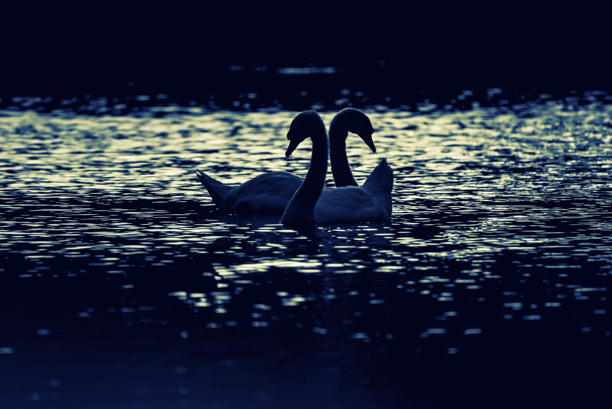 Sigma 50-500mm F4-6.3 EX APO RF HSM sample photo. Cisne baja photography